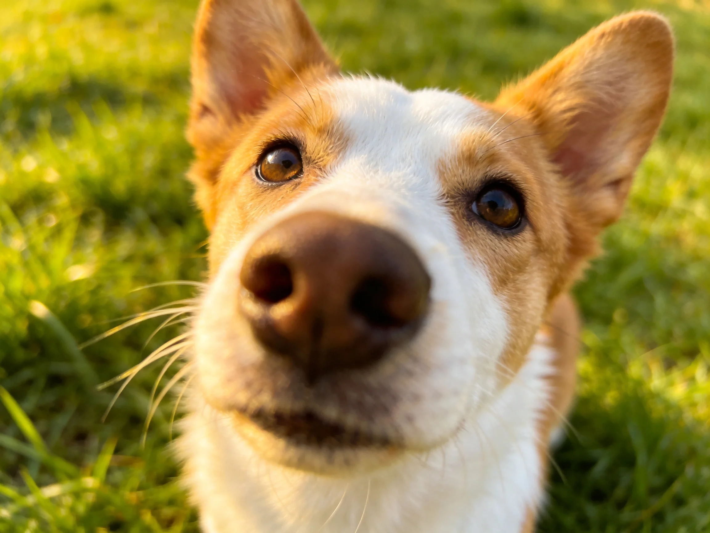 A tan and white dog gazes upward near lush green grass