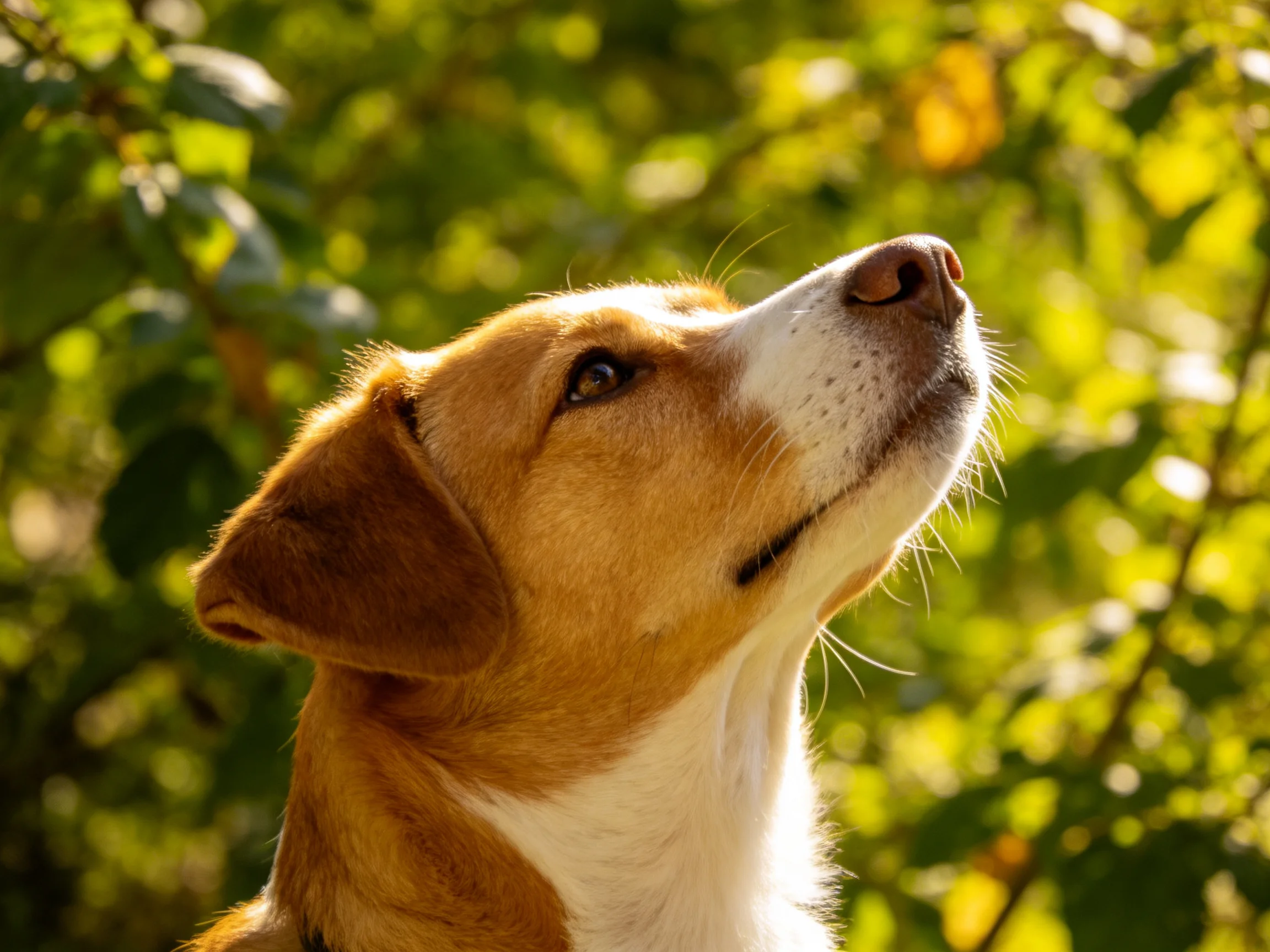 A tan and white dog looks upward amid lush green foliage