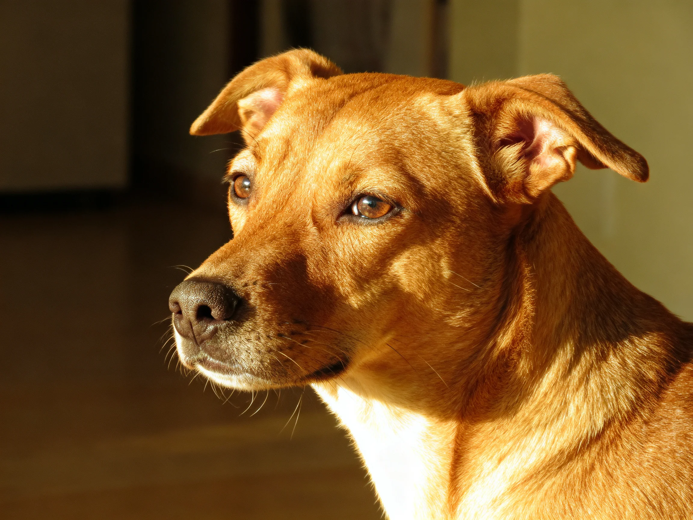 A tan-coated dog with alert posture in warm indoor light