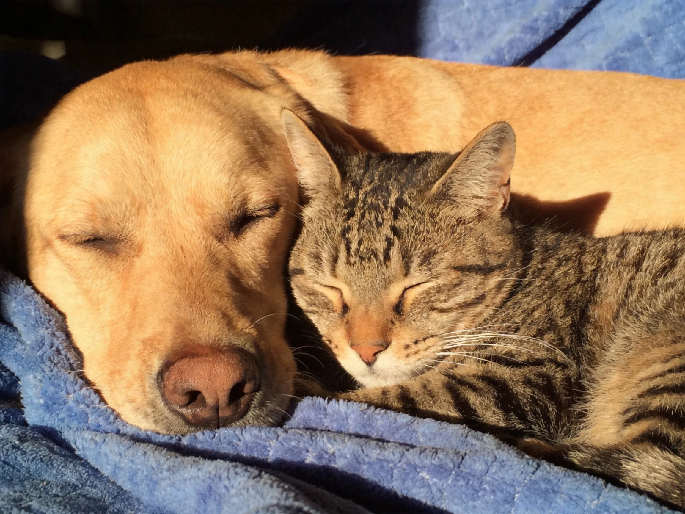 A tan dog and tabby cat cuddle on a blue towel in sunlight