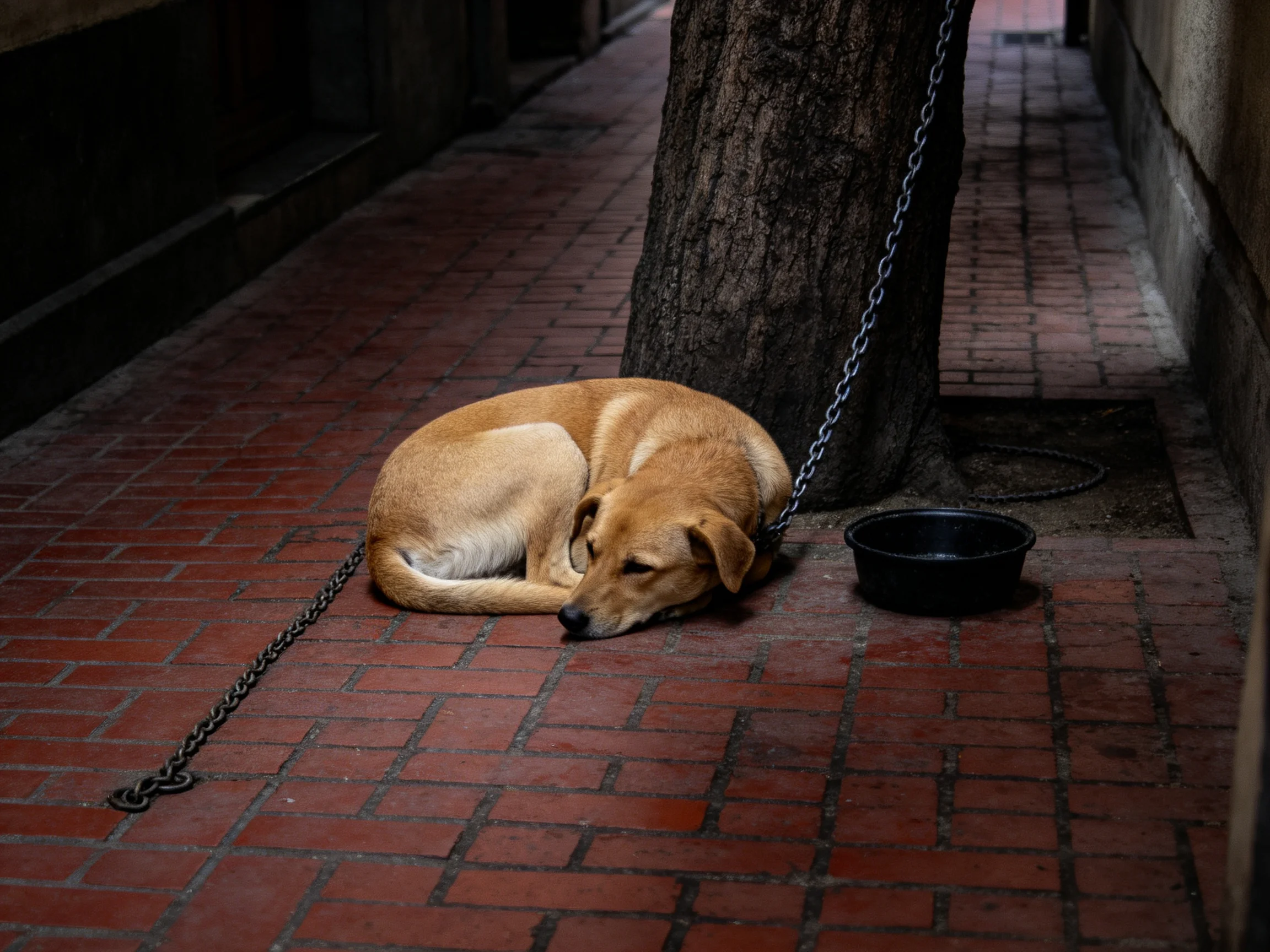 A tan dog chained beside a tree on a brick-paved alley with a black water bowl