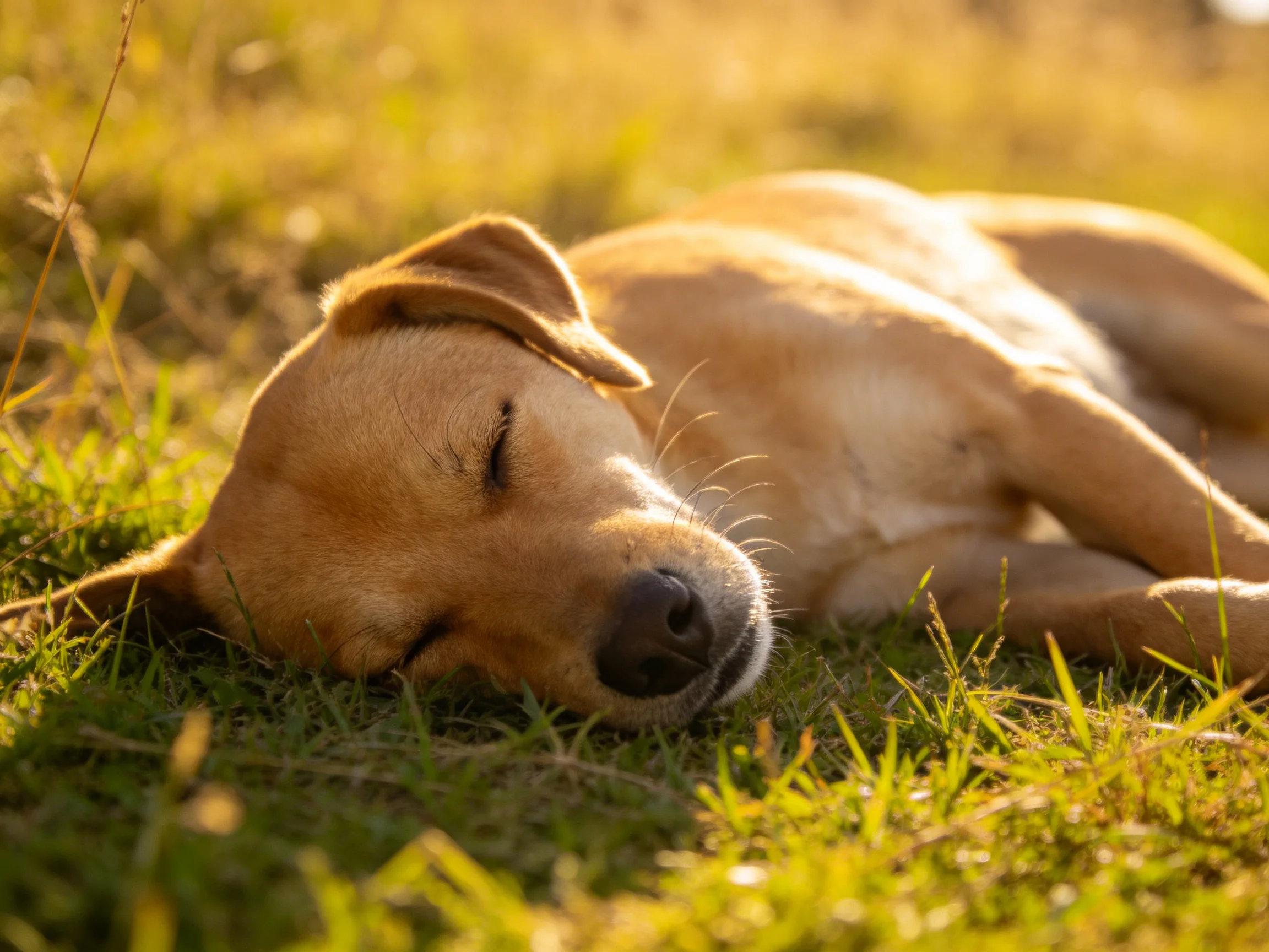 A tan dog peacefully sleeps on sun-drenched green grass