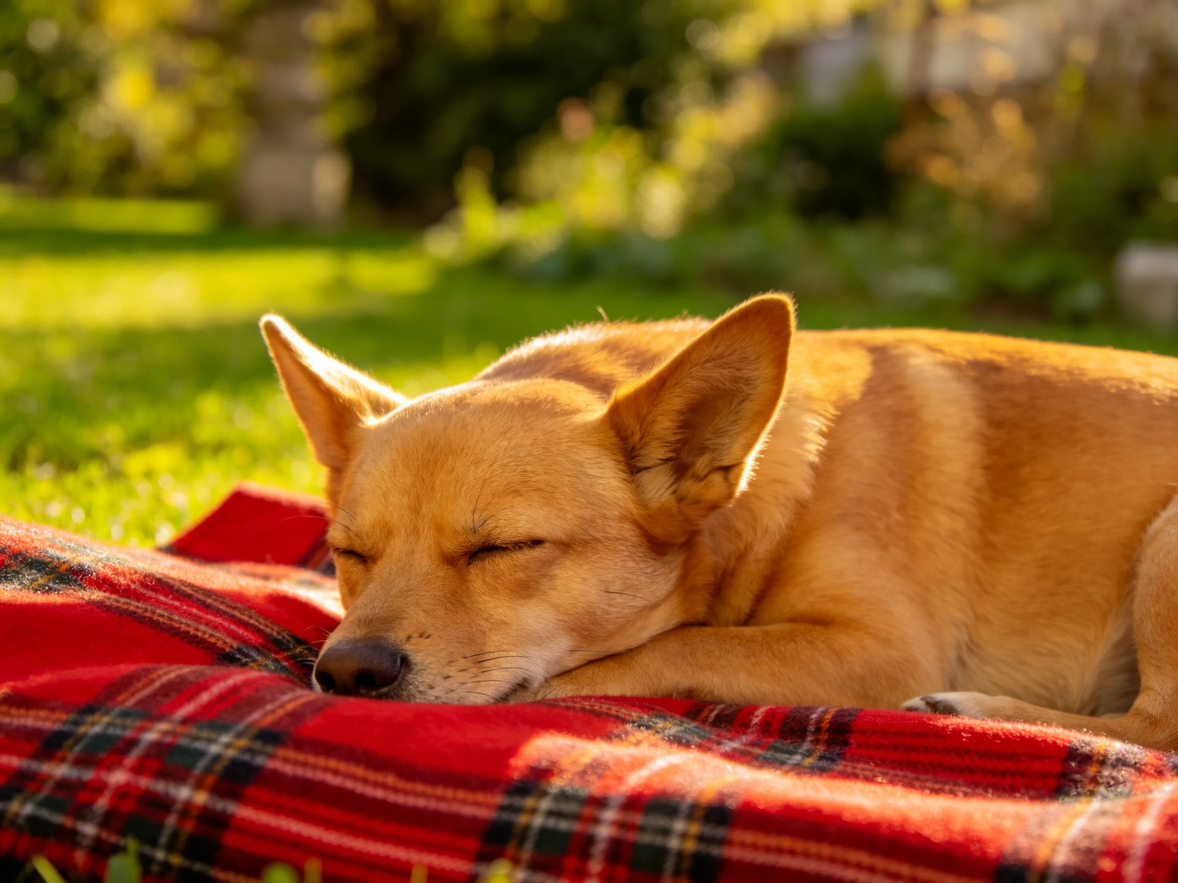 A tan dog relaxes on a red plaid blanket in sunlight