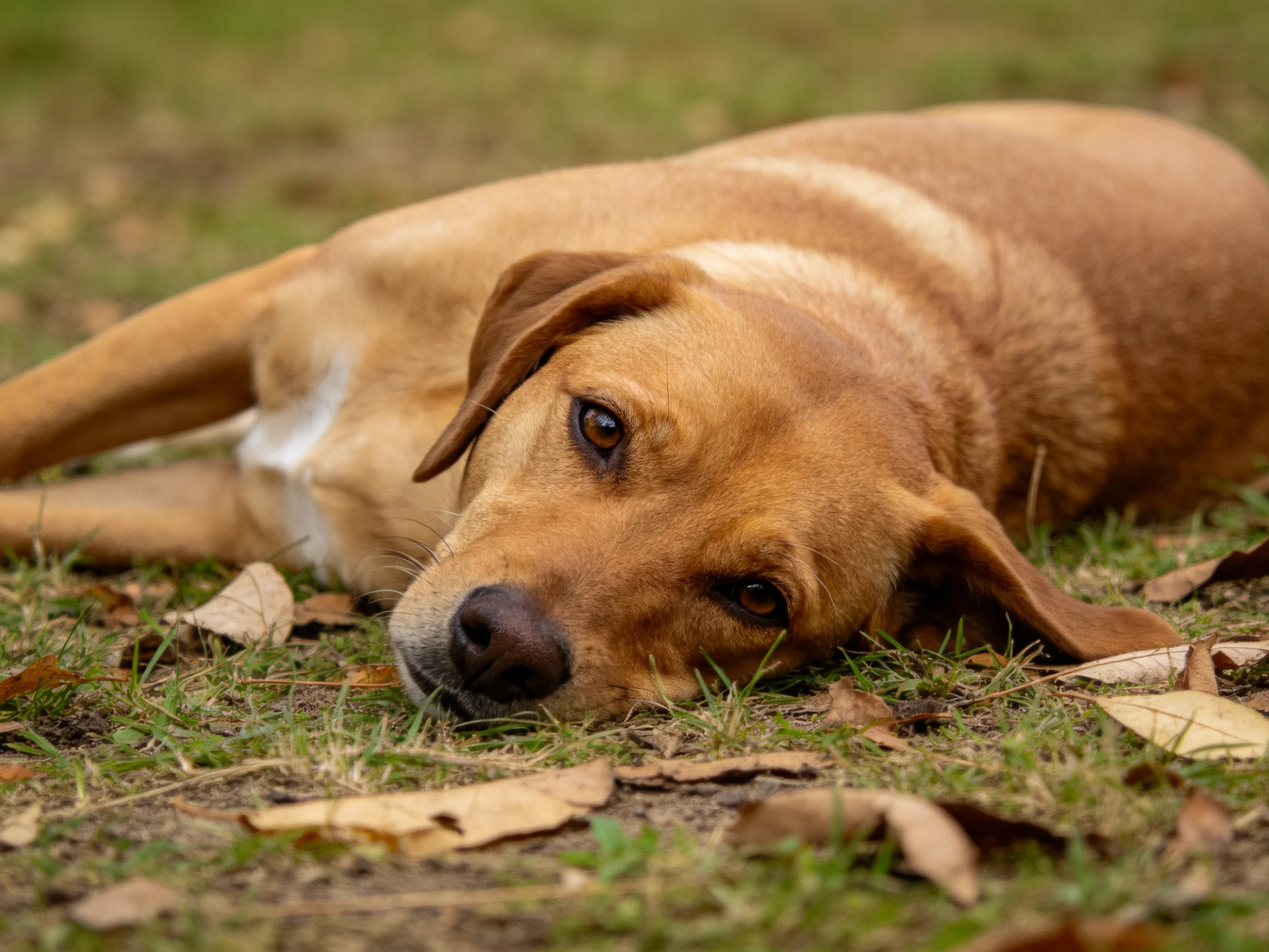 A tan dog lies calmly on grass surrounded by fallen leaves.