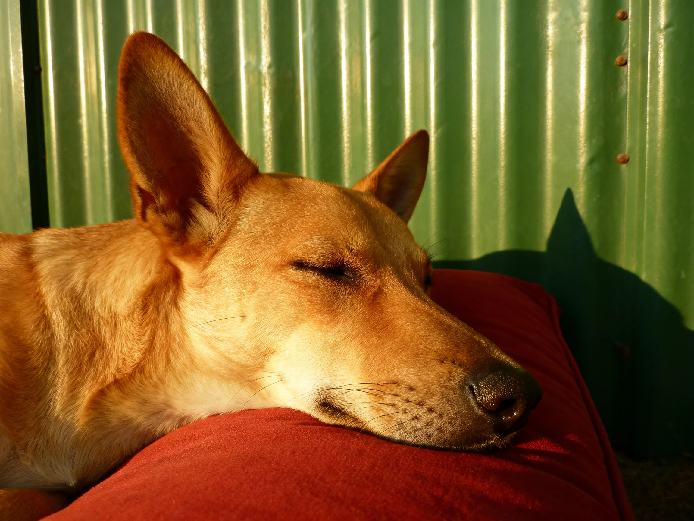 A tan dog rests on a red cushion next to a green corrugated wall