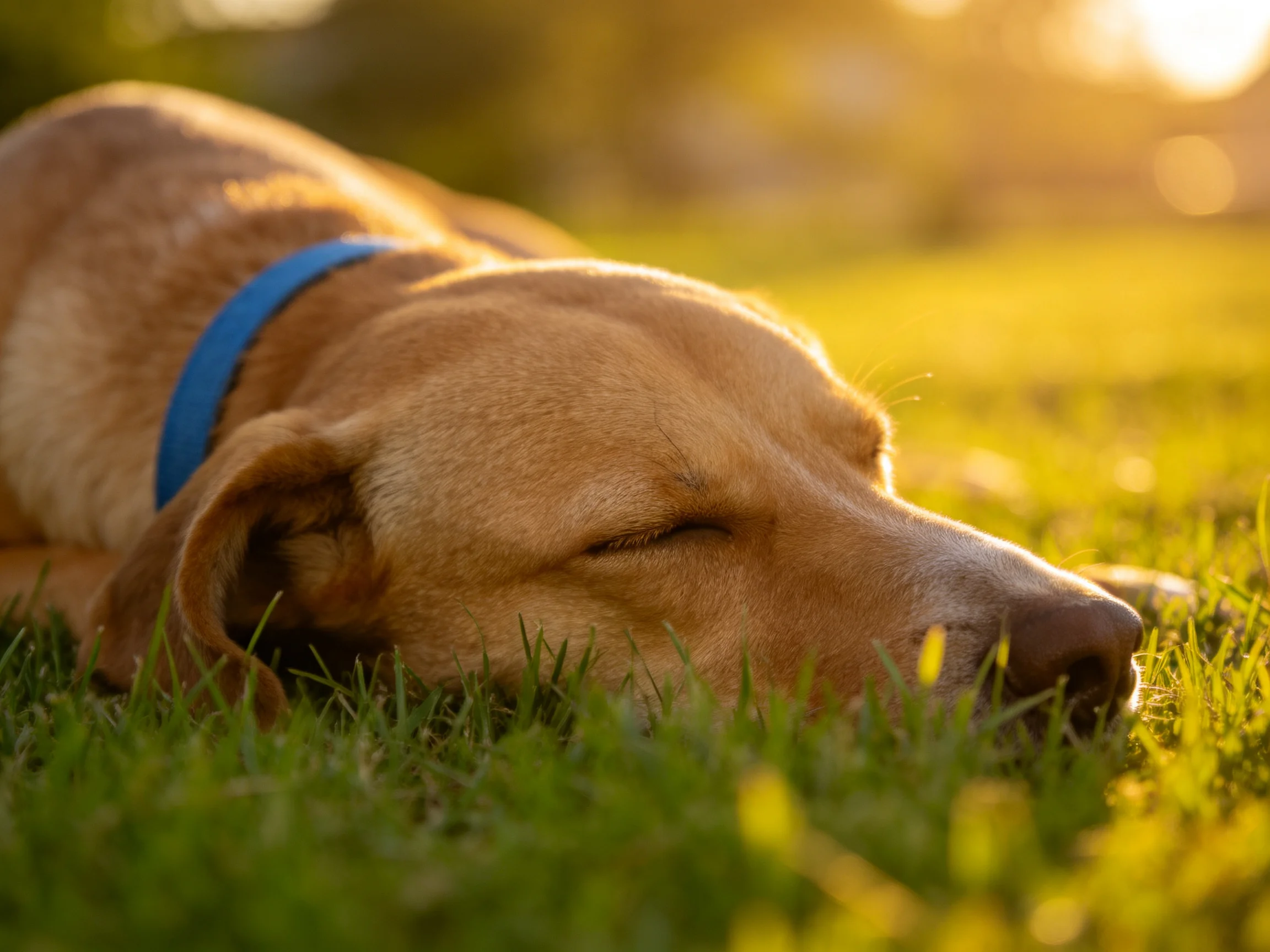 A tan dog sleeps on green grass in a sunlit outdoor setting.