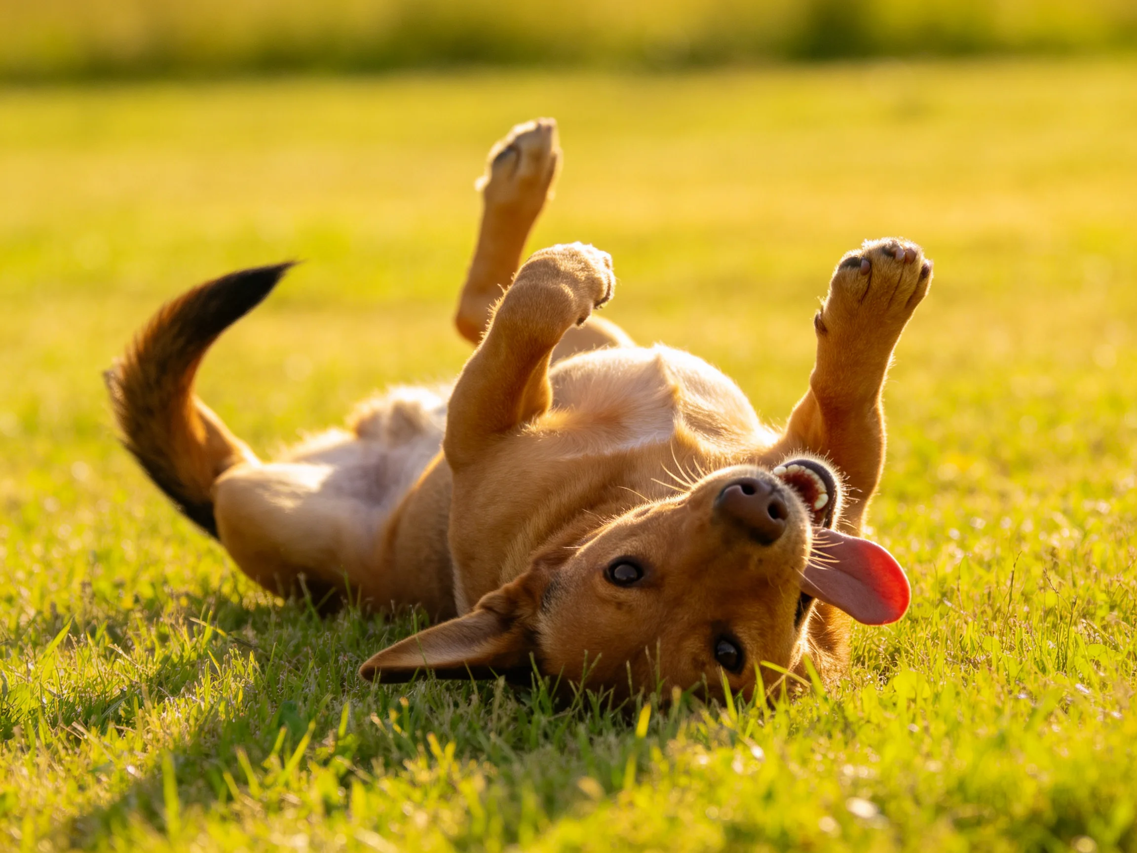 A tan dog rolls joyfully on sun-drenched green grass