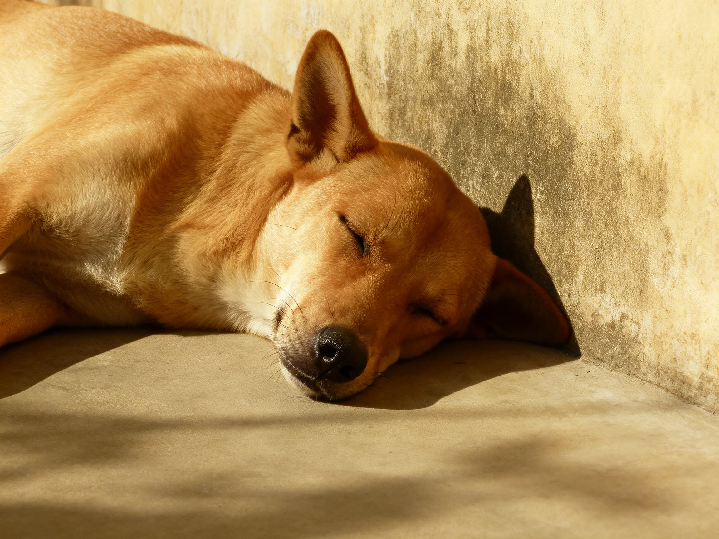 A tan dog sleeps peacefully against a concrete wall in sunlight.
