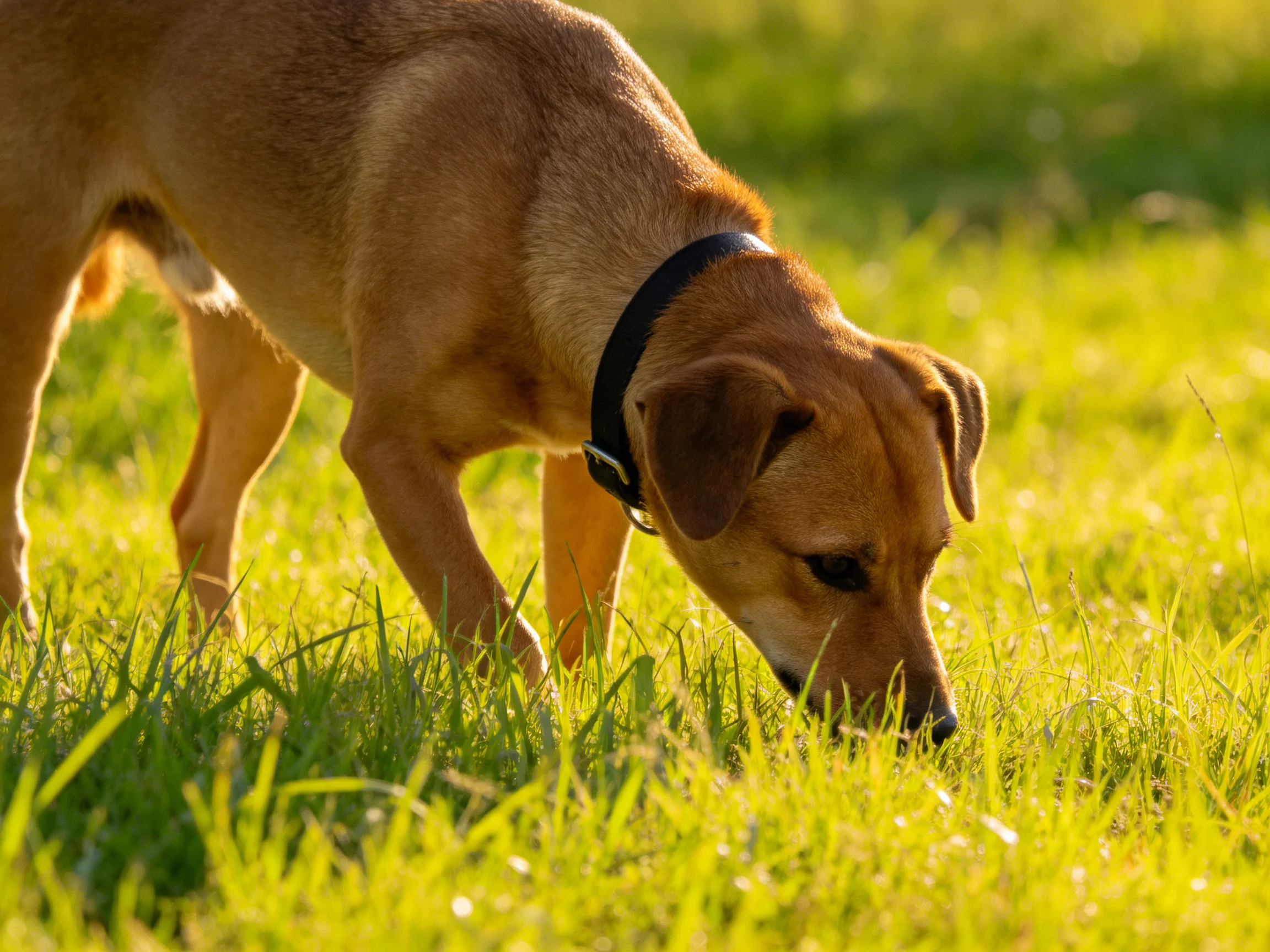A tan dog sniffs vibrant green grass in sunny conditions