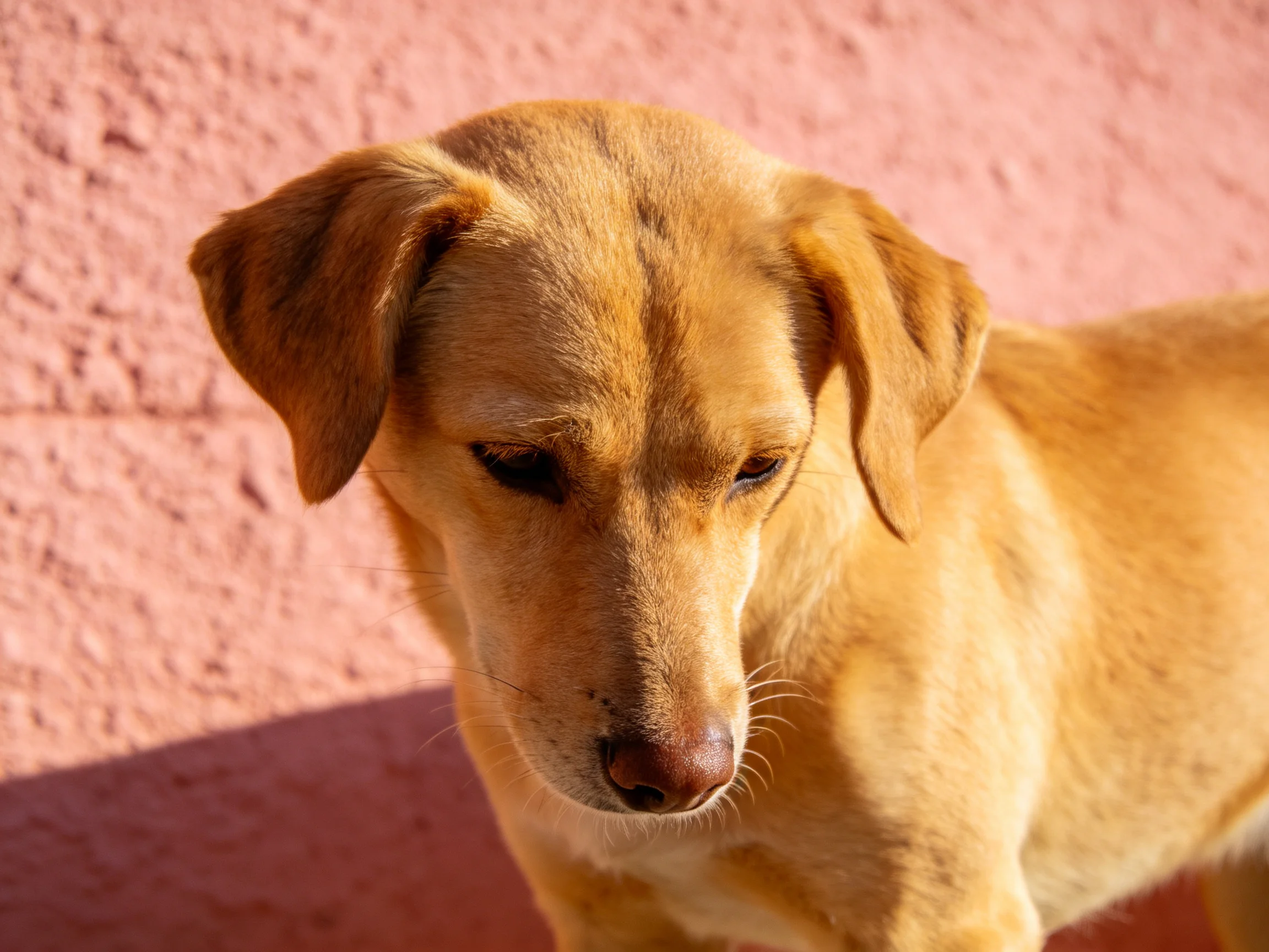 A tan dog stands beside a textured pink wall in bright sunlight.