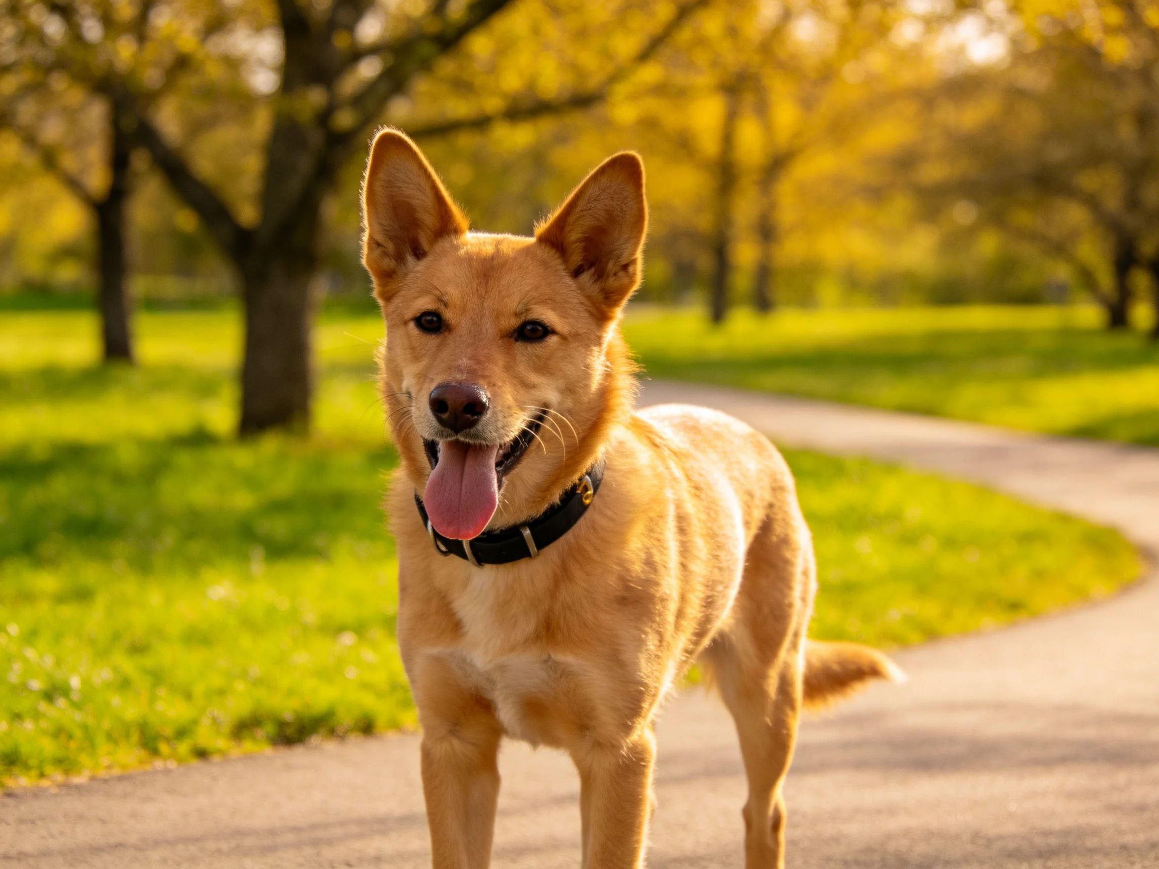 A tan dog stands contentedly on a curved path in a sunlit park.