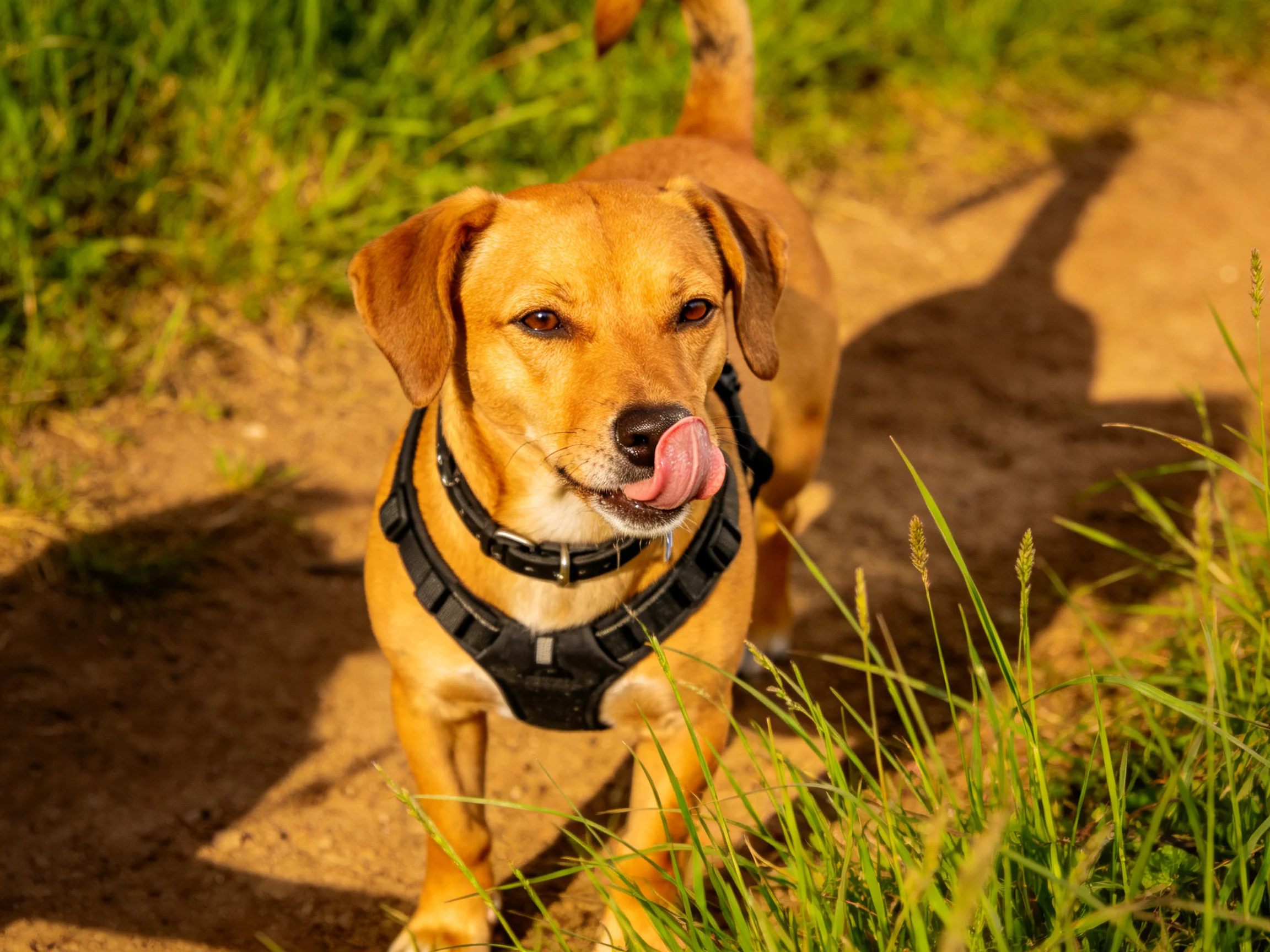 A tan dog with a black harness walks on a dirt path near tall grass