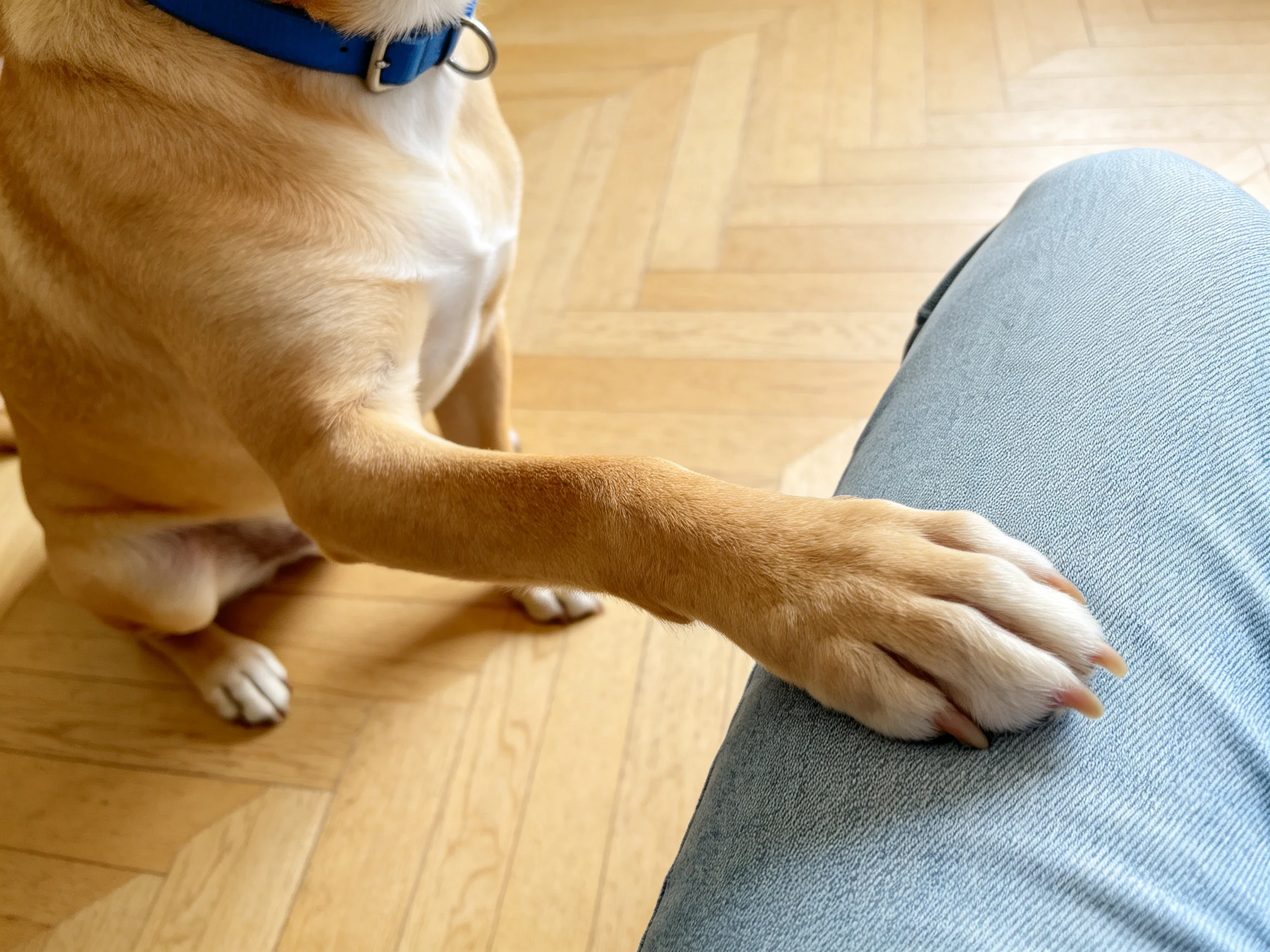 A tan dog uses its paw to interact with someone’s gray jeans in a room with wooden flooring.