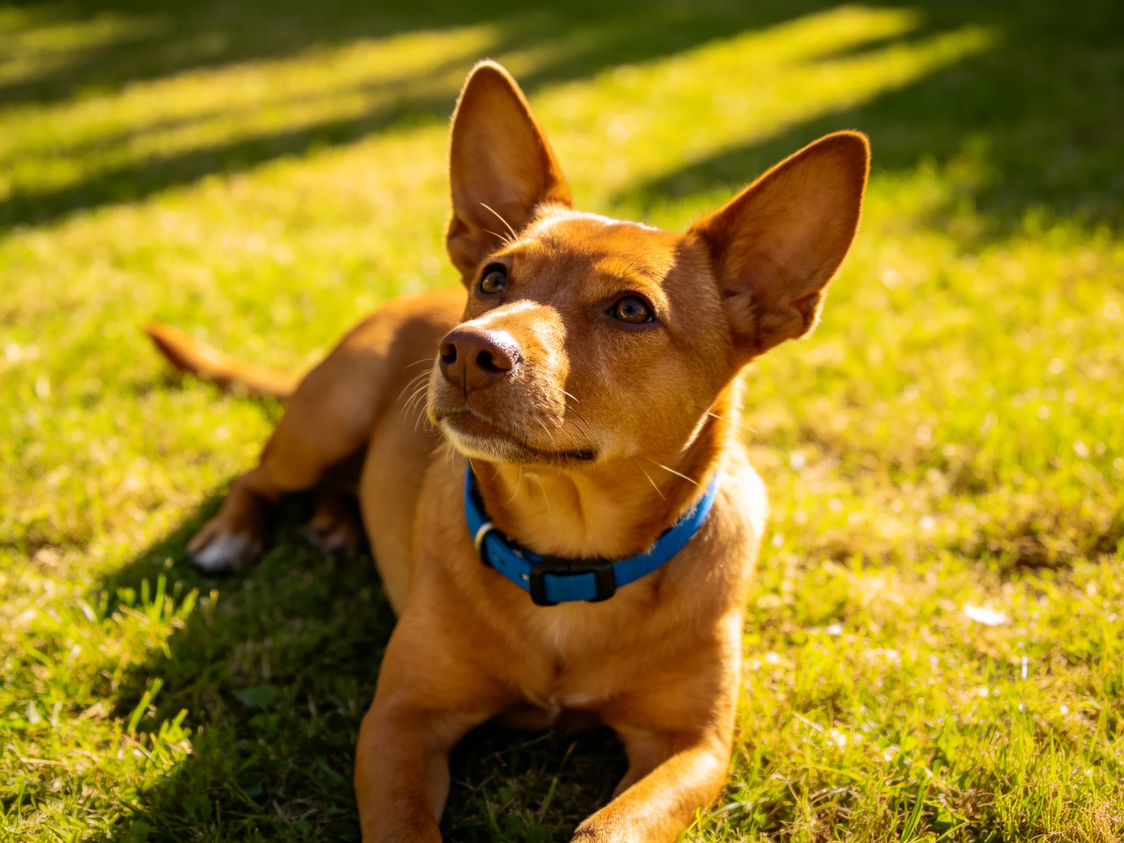 A tan dog with a blue collar relaxes on grass in sunlight.
