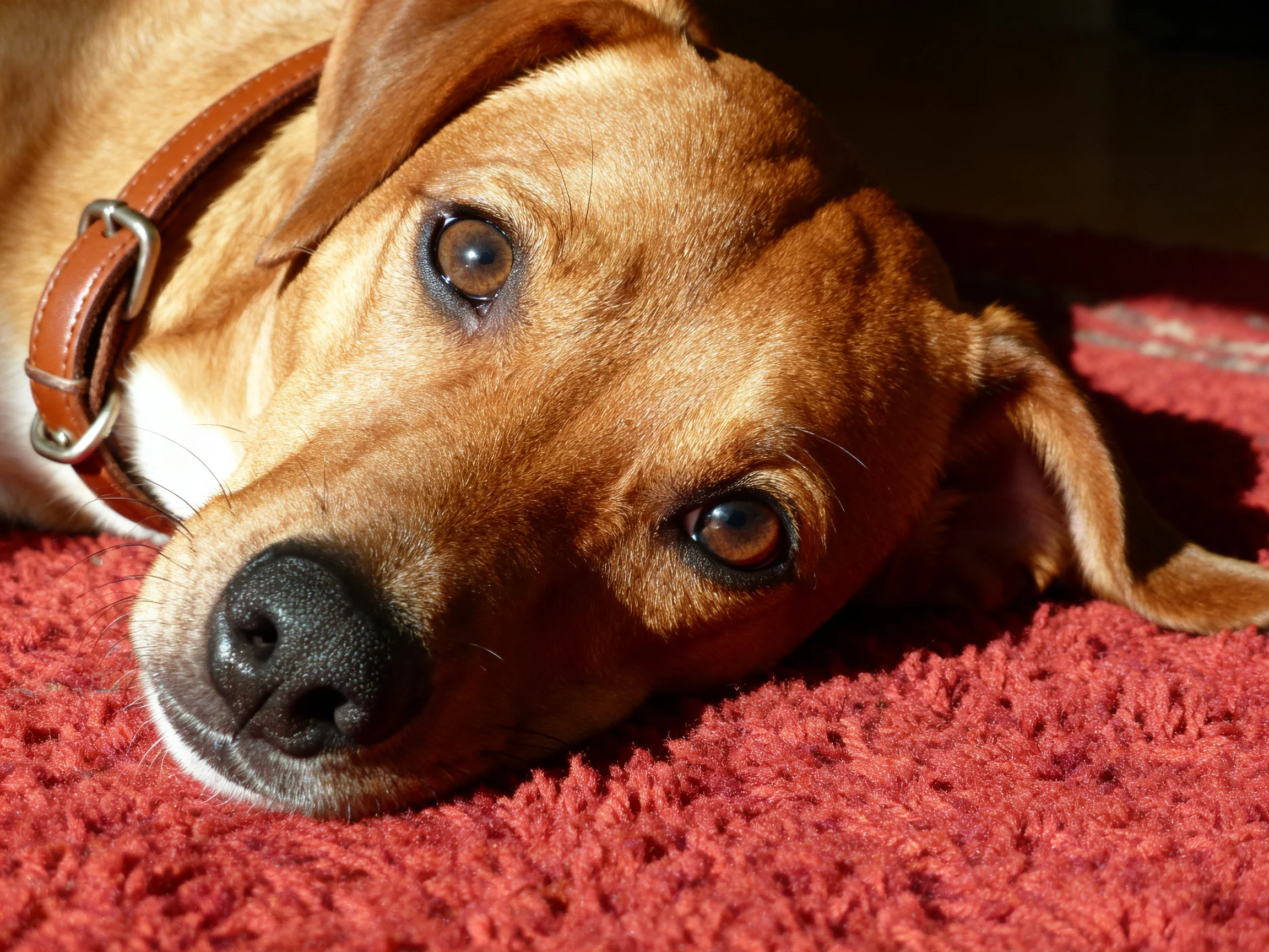 A tan dog with a brown collar lies on a red rug.