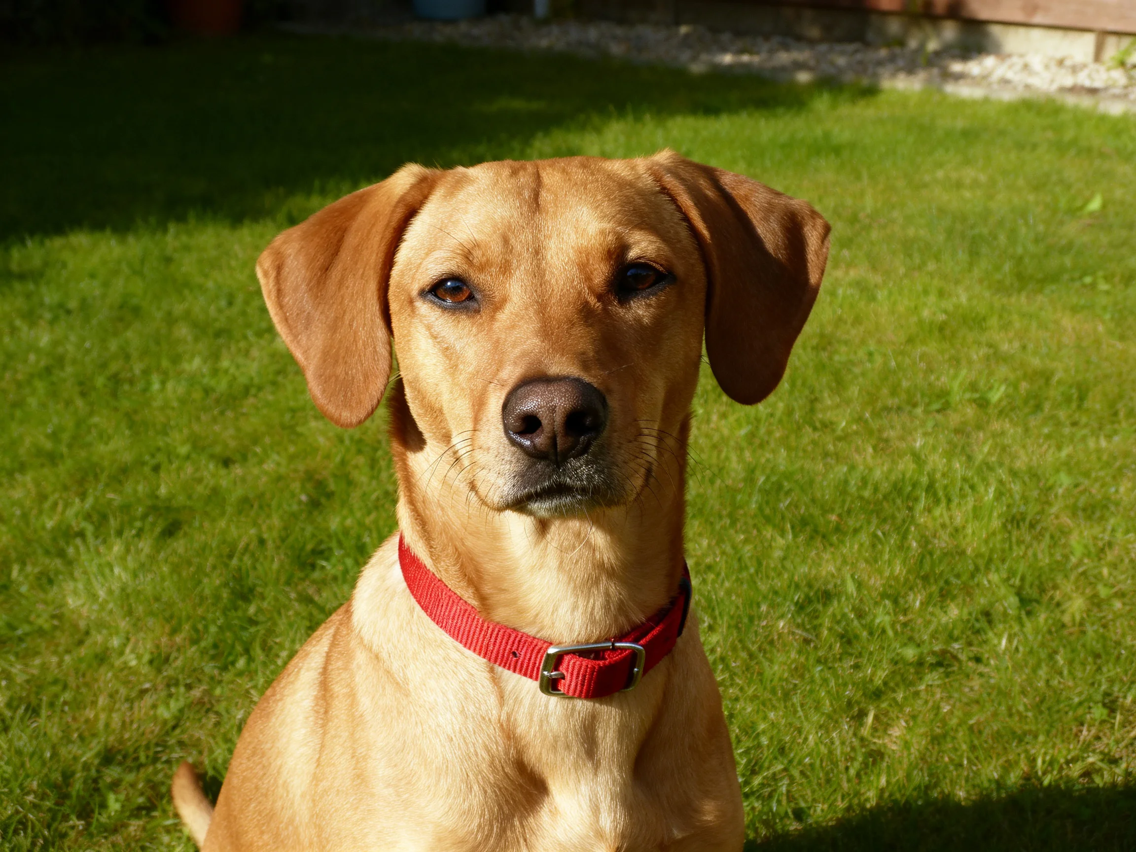 A tan dog with a red collar sits on lush green grass