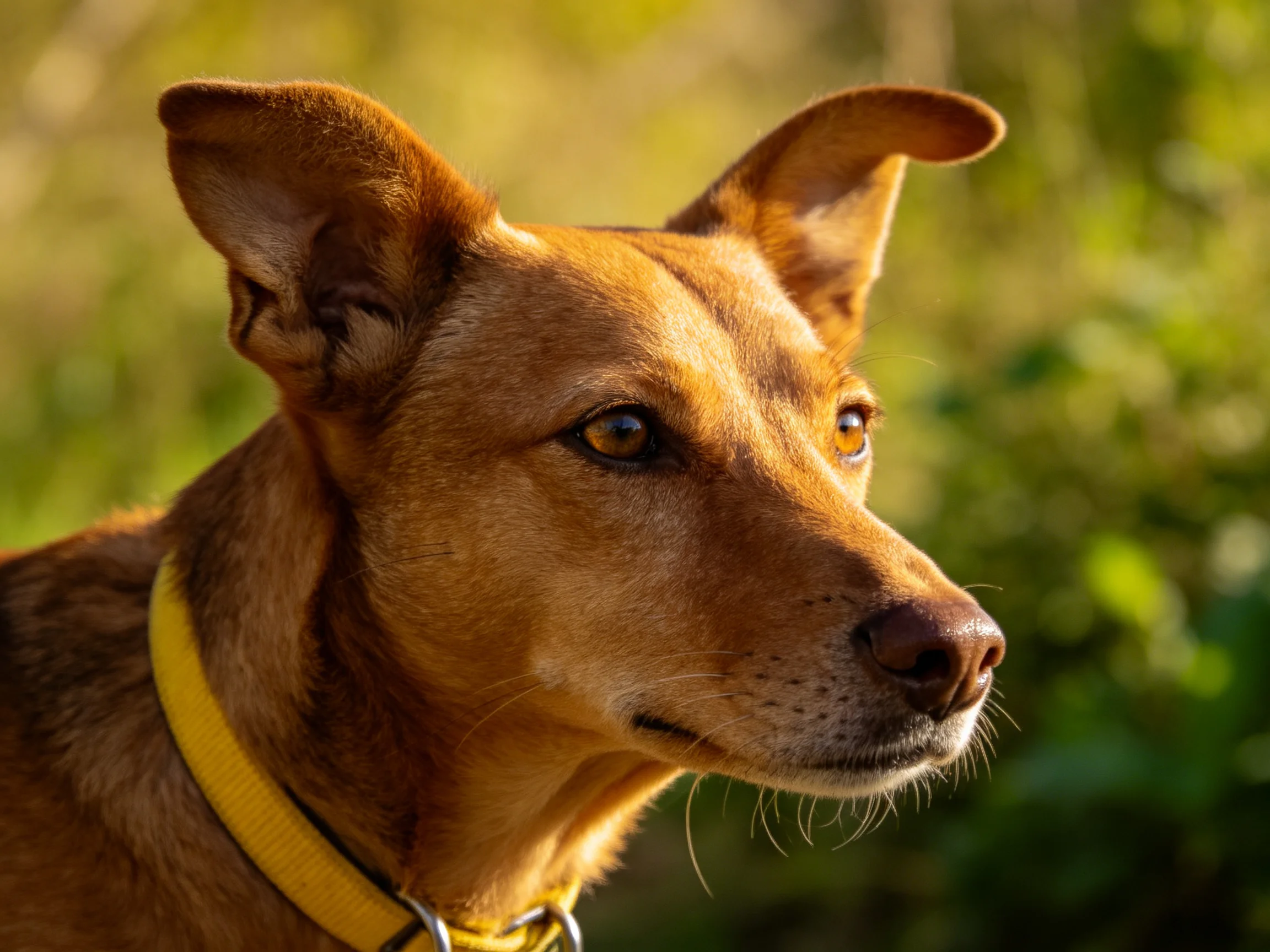A tan dog with a yellow collar observes its surroundings in a sunlit area.