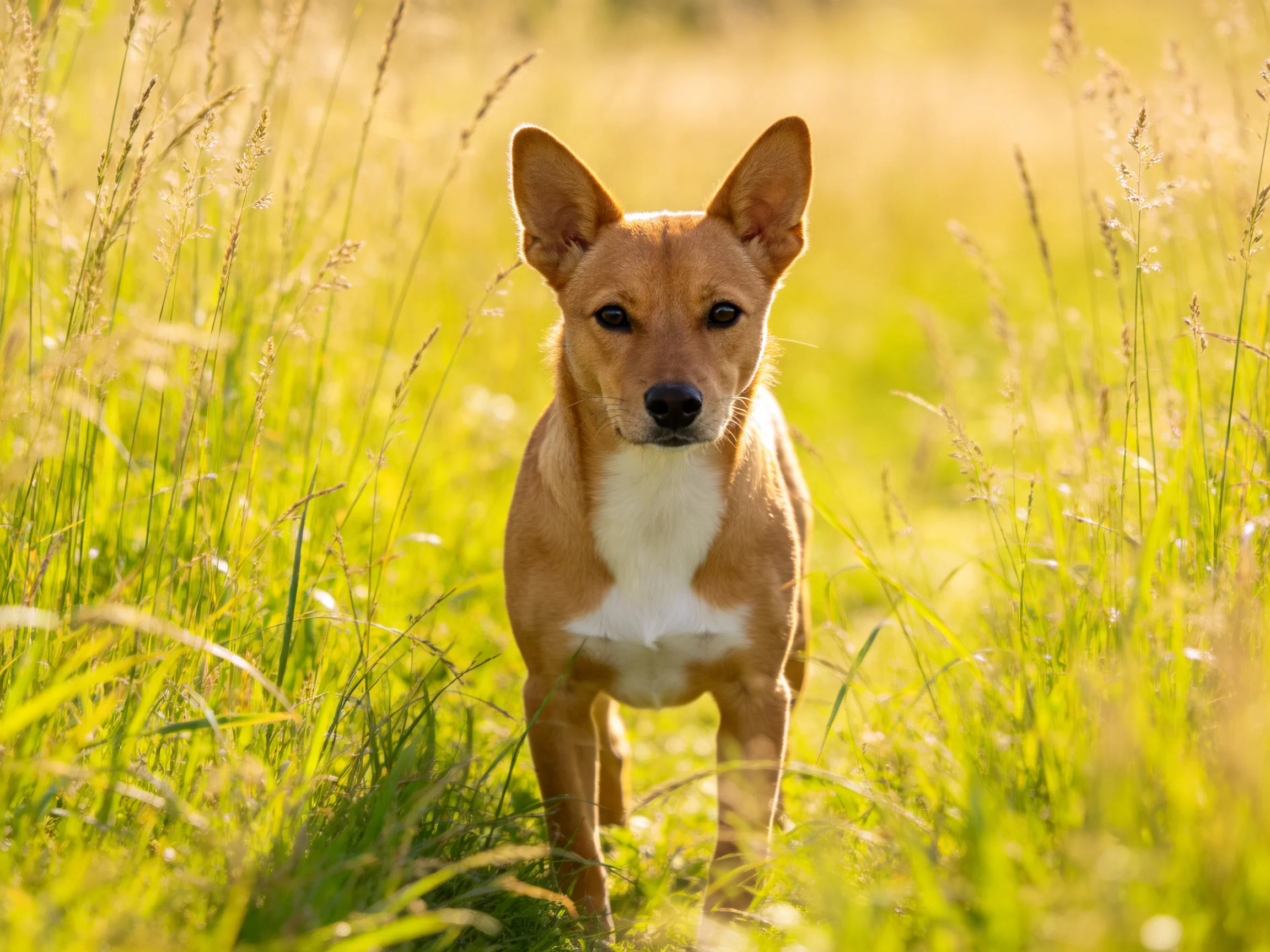 A tan dog with white chest in sunlit tall grass