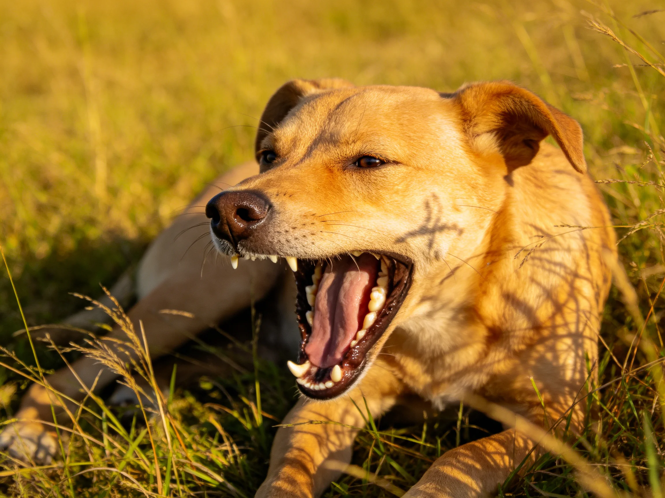 A tan dog yawns joyfully amid tall golden grasses