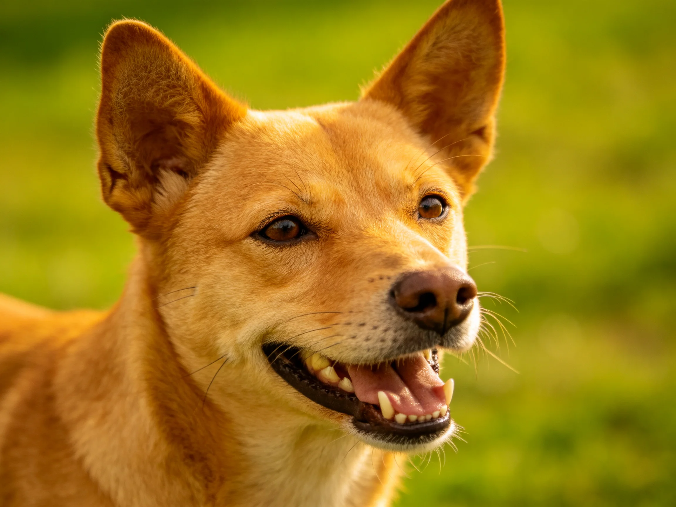 A tan-furred dog with upright ears in a sunlit green environment