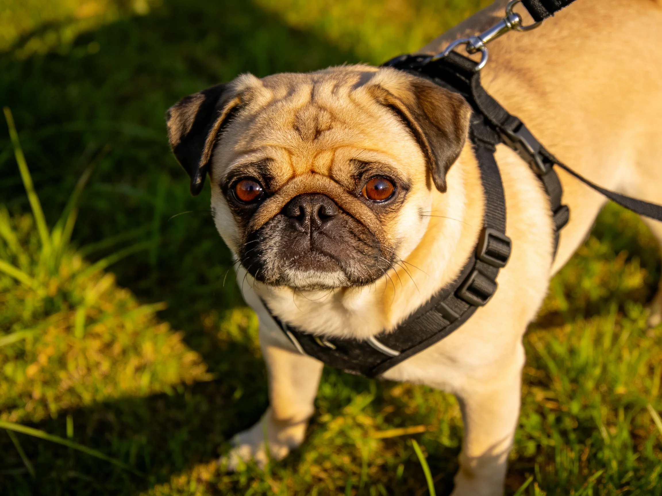 A tan pug with a black harness stands on green grass