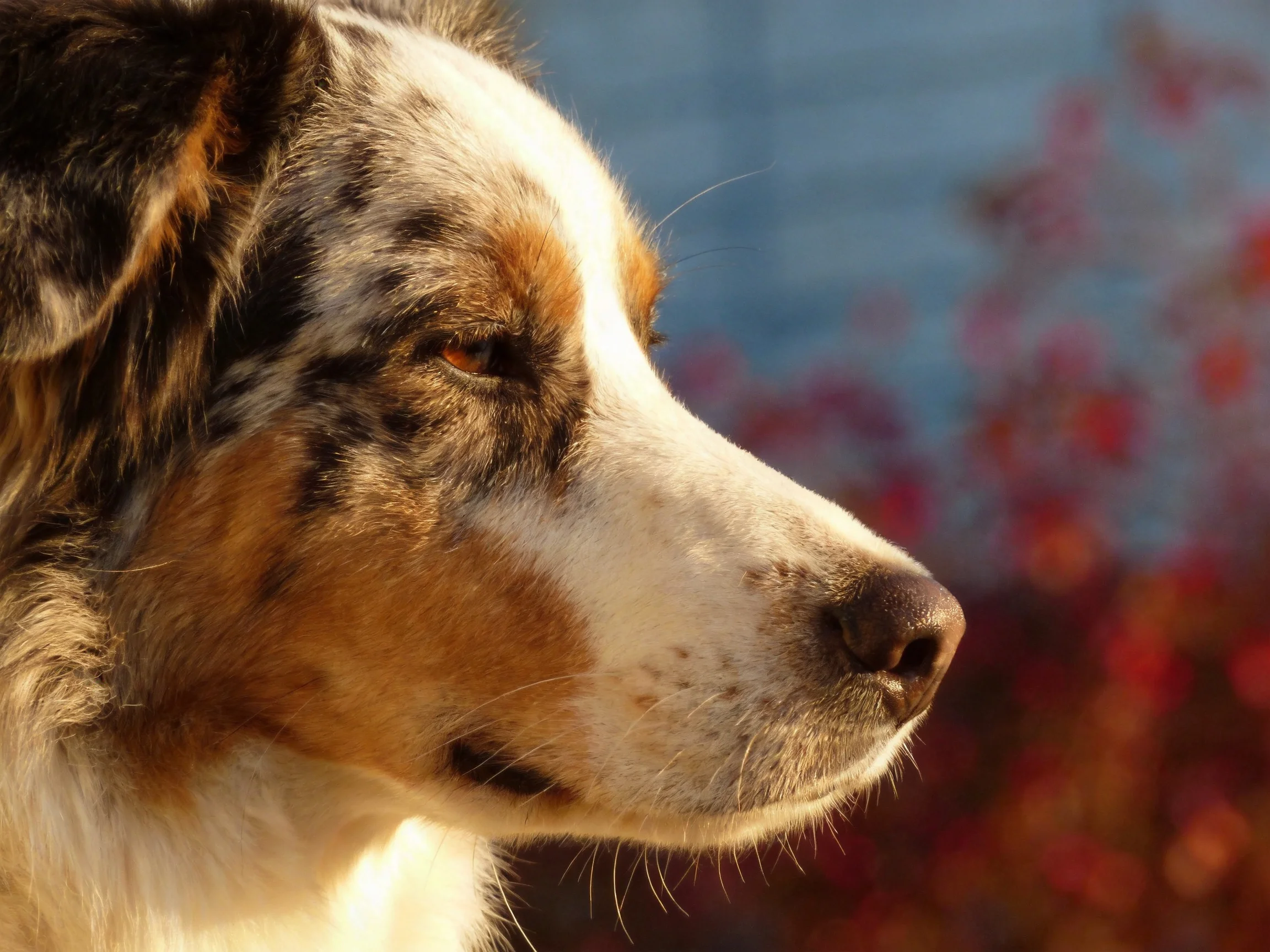 A close - up shows an Australian Shepherd with tri - colored fur.