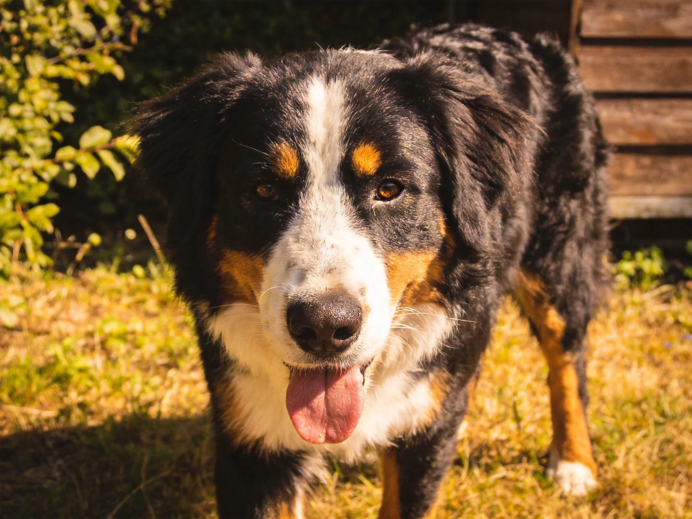 A tri-colored dog with black, white, and tan fur stands on sunny grass
