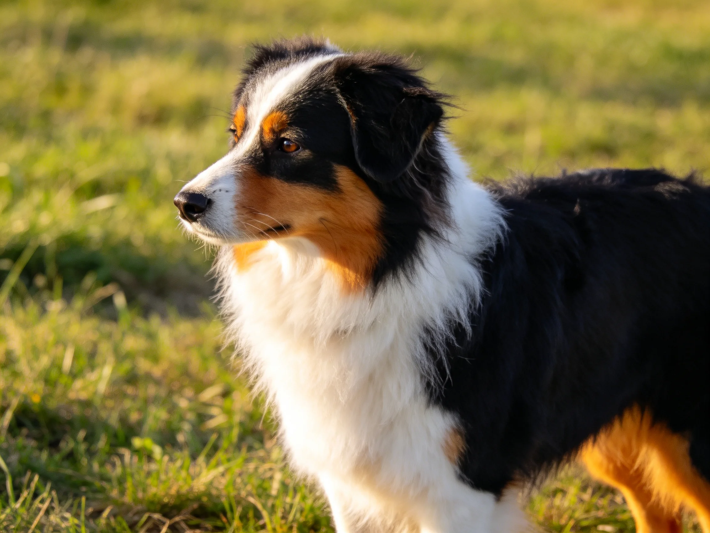 A tricolor Australian Shepherd stands alert on sunlit grass