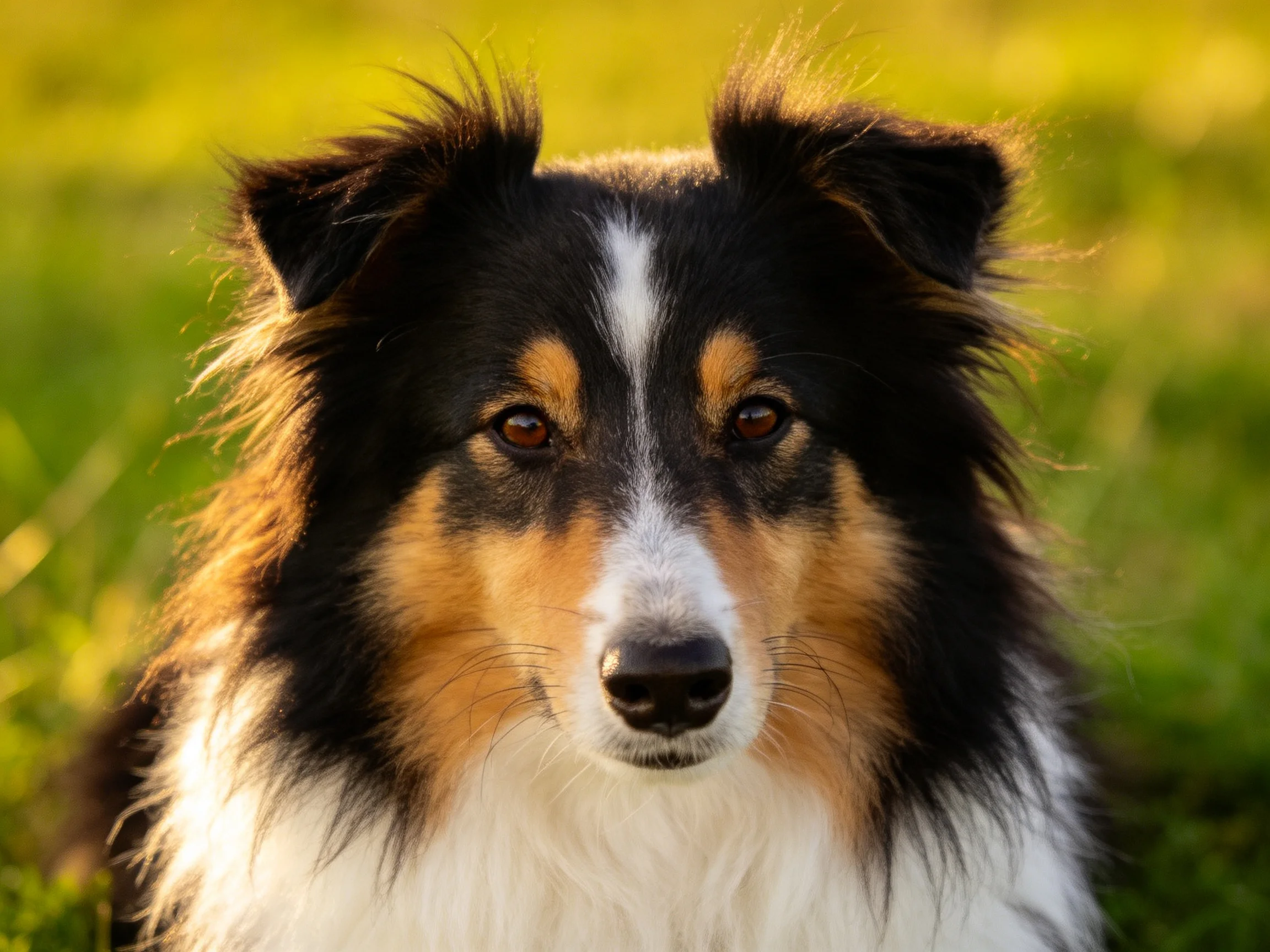 A tricolor Sheltie with fluffy fur in a sunlit grassy field