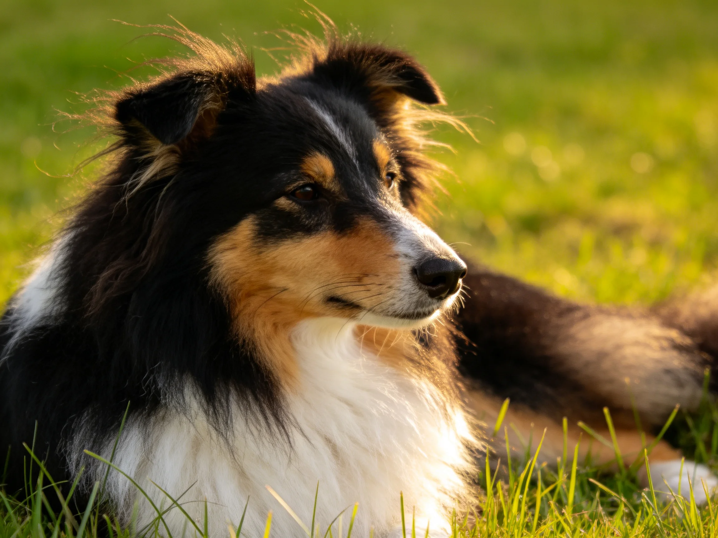 A tricolor Shetland Sheepdog rests peacefully on sunlit green grass