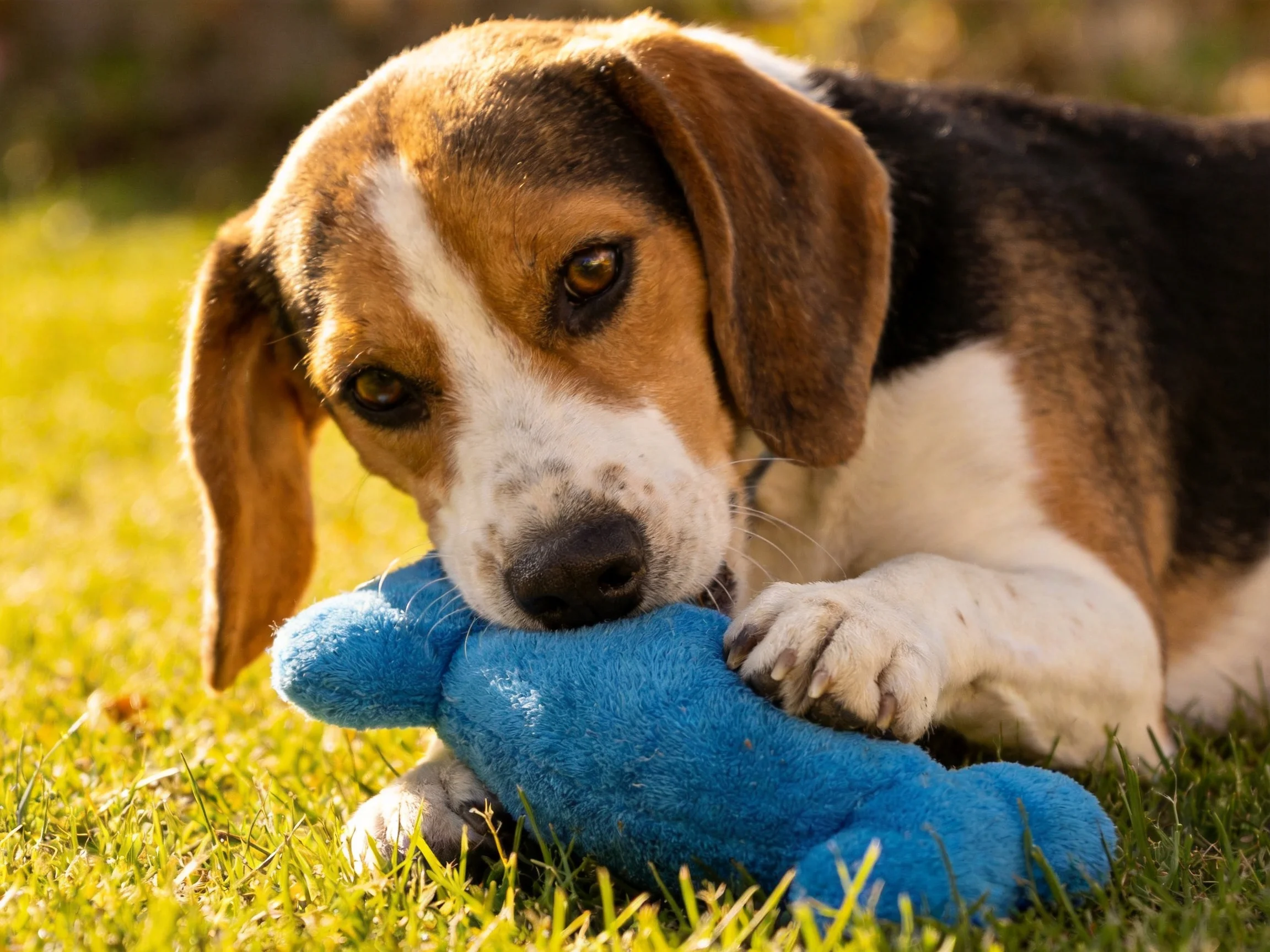 A tricolor beagle puppy chewing a bright blue plush toy on green grass