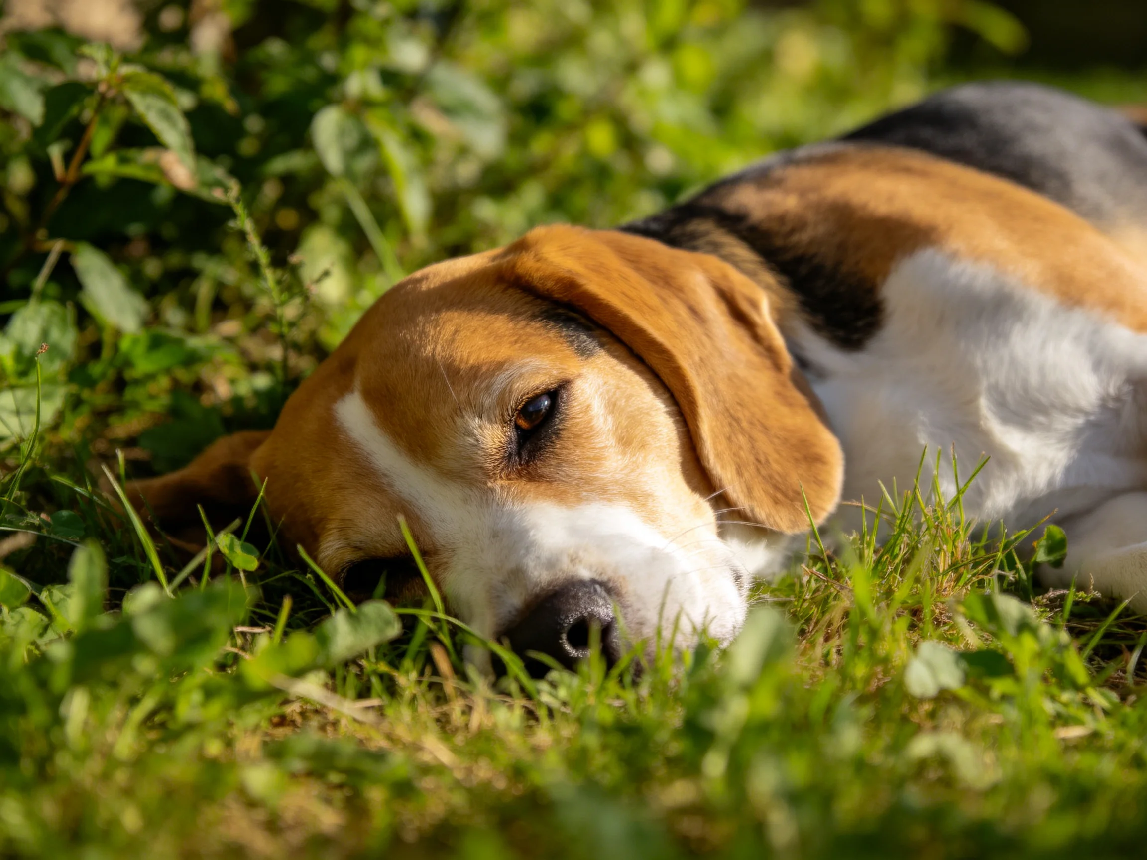 A tricolor beagle rests in verdant grassy surroundings