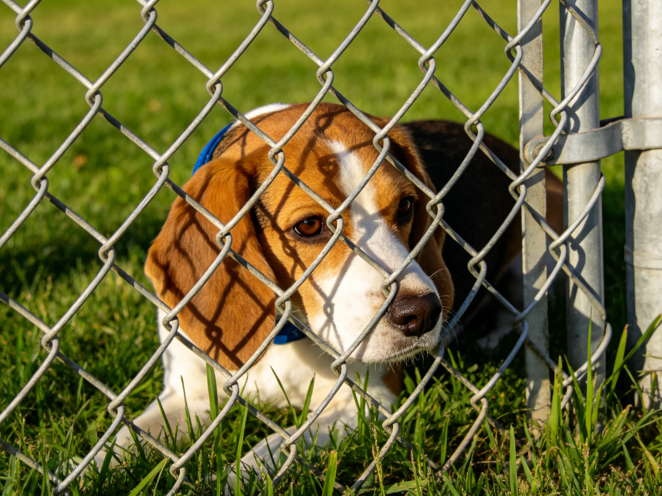 A tricolor beagle rests near a silver chain-link fence on lush green grass