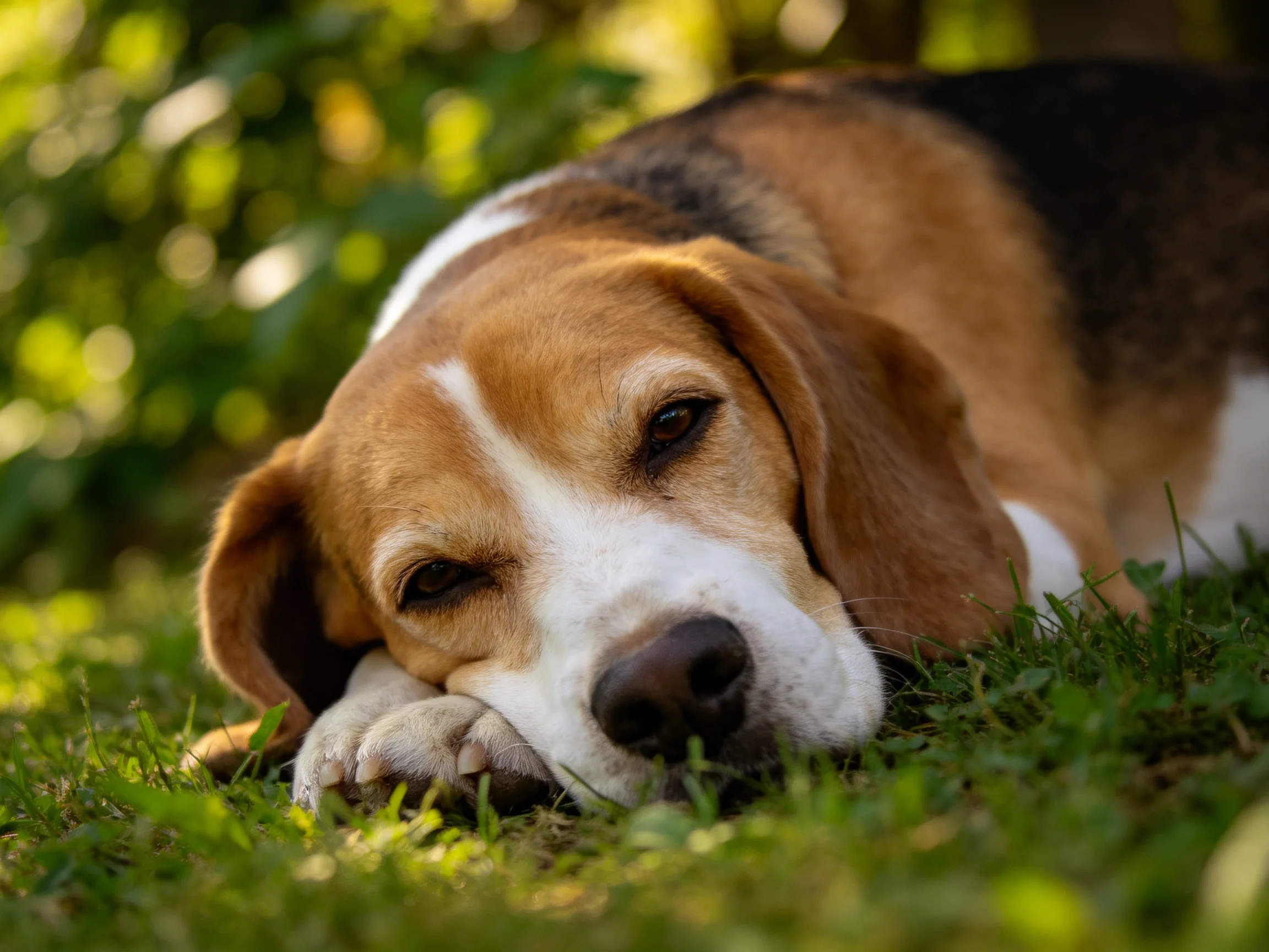 A tricolor beagle rests peacefully on lush green grass