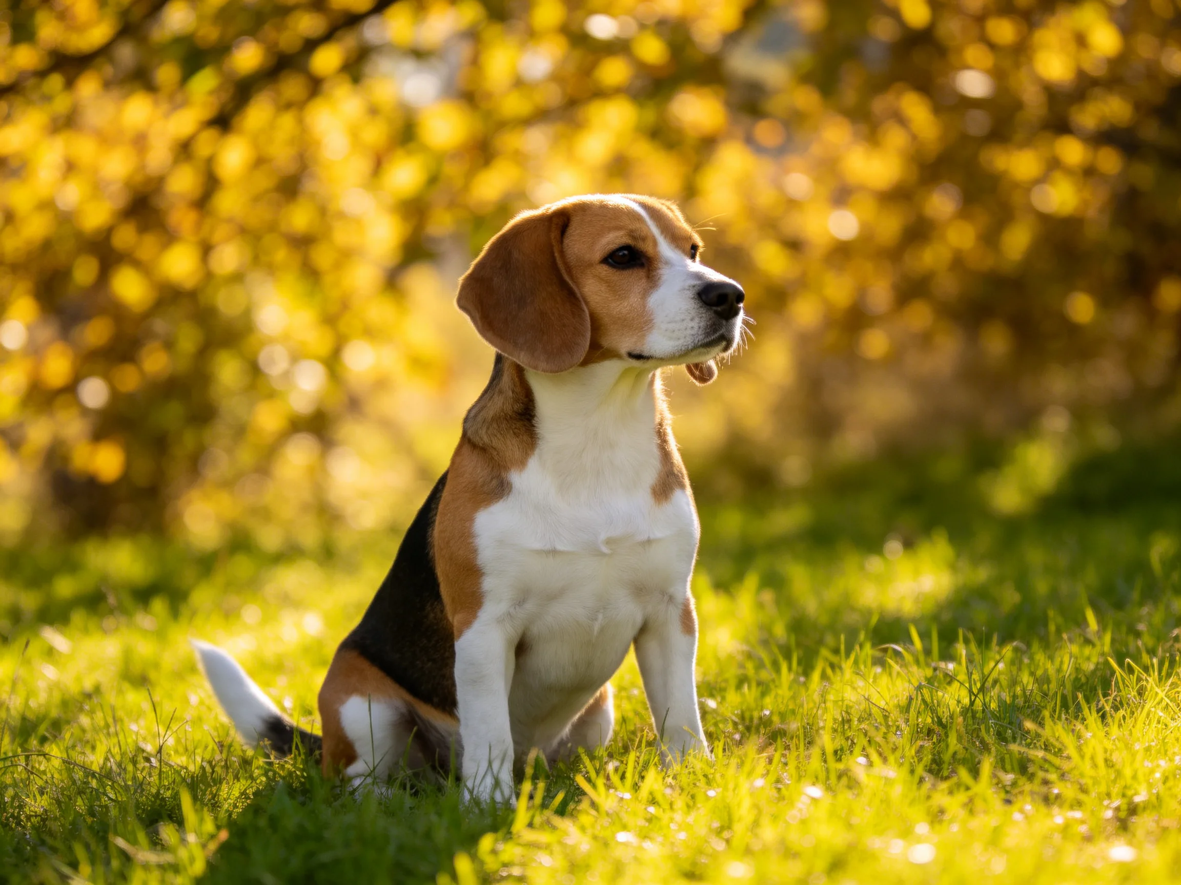 A tricolor beagle sits on lush green grass amid golden foliage
