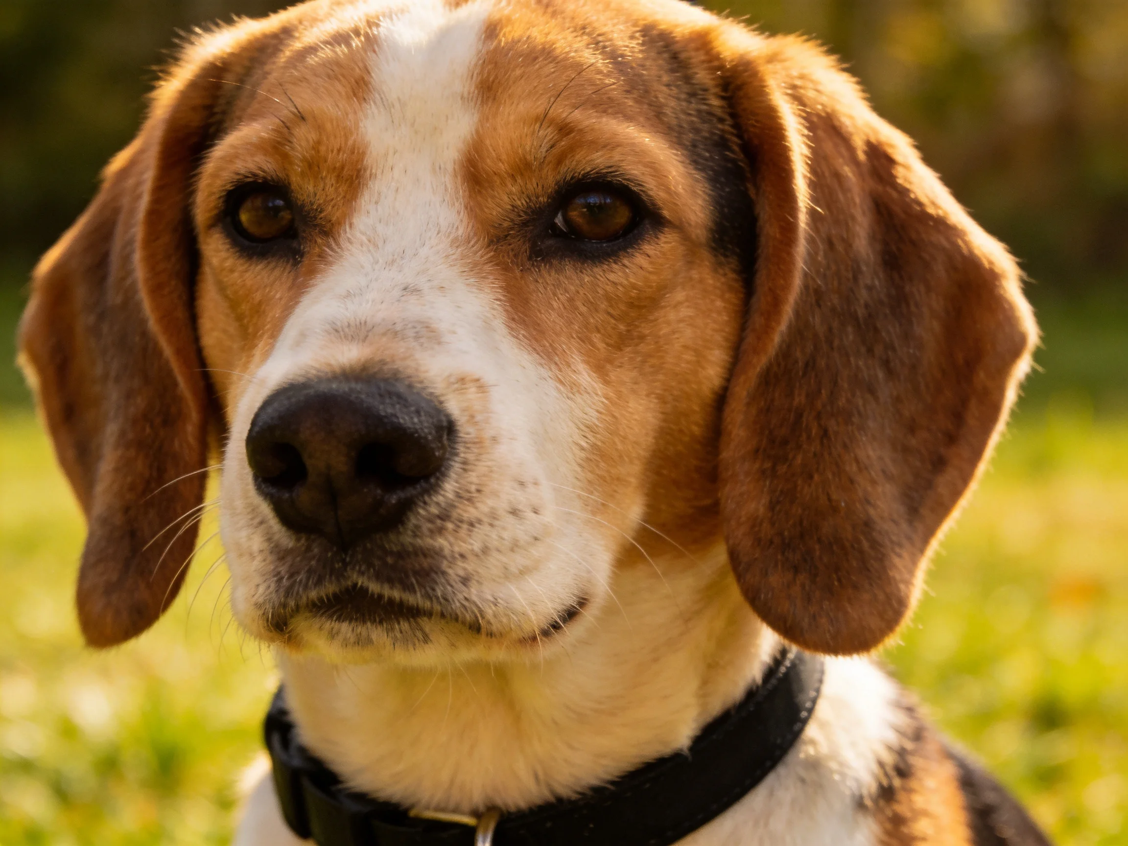 A tricolor beagle with large ears in a sunlit outdoor area