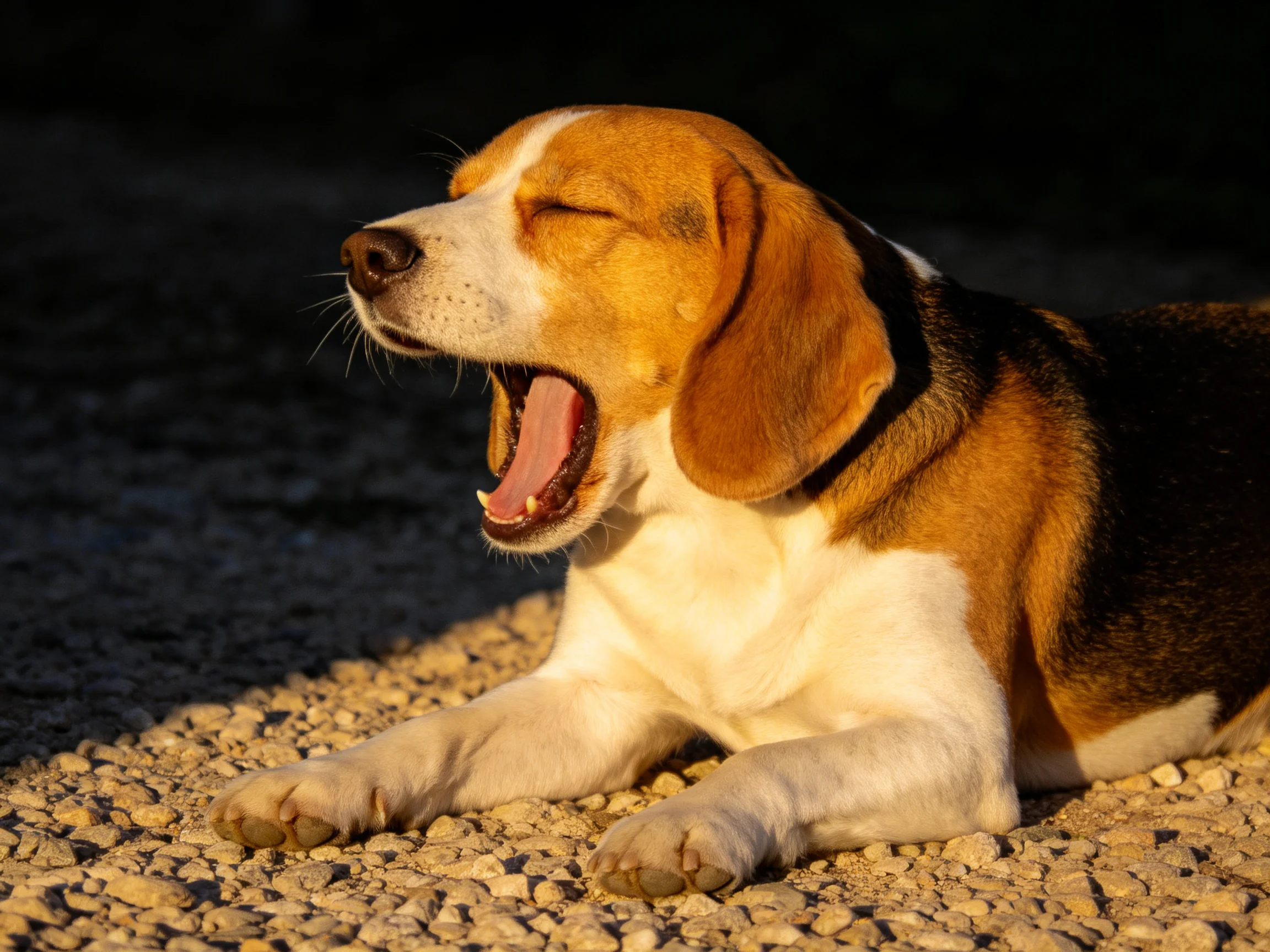 A tricolor beagle yawns on a gravel path lit by warm sunlight