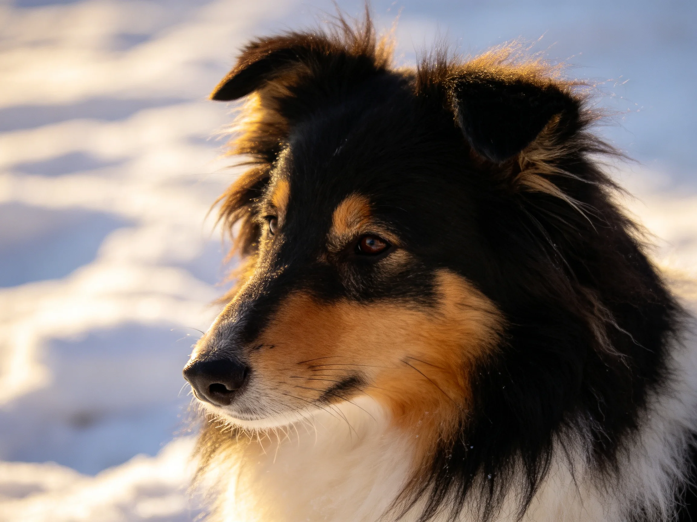 A tricolor collie stands calmly in a snowy outdoor setting.