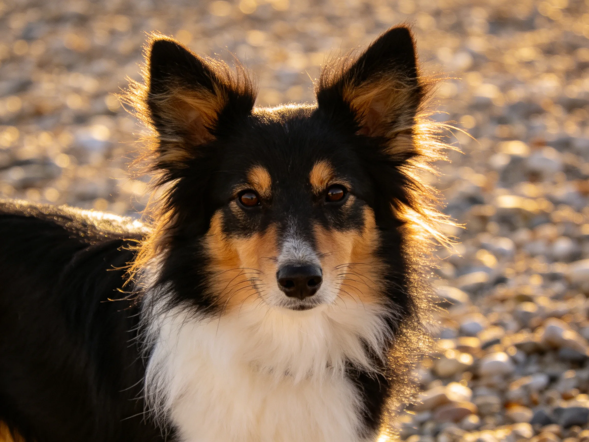 A tricolor collie stands on a gravel path with sunlight highlighting its fur.