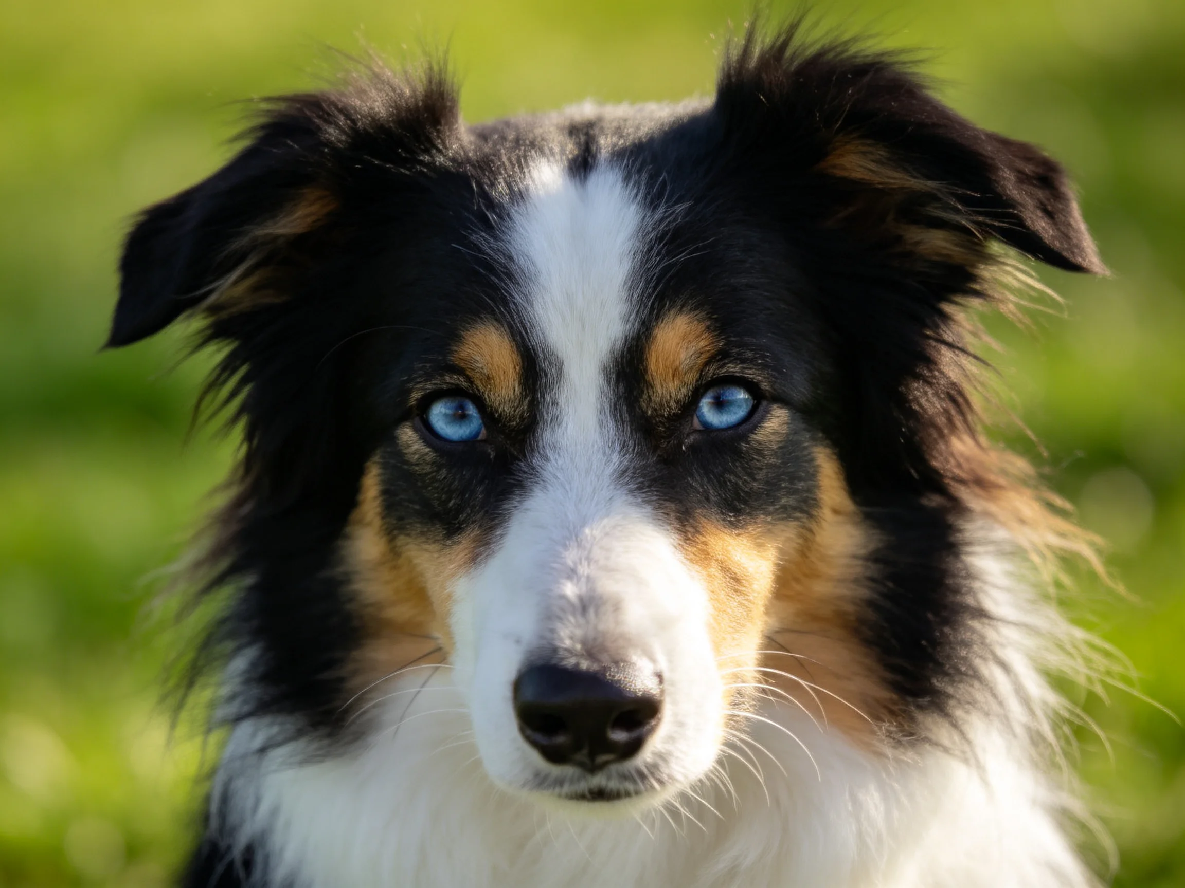 A tricolor collie with striking blue eyes in a sunny outdoor scene