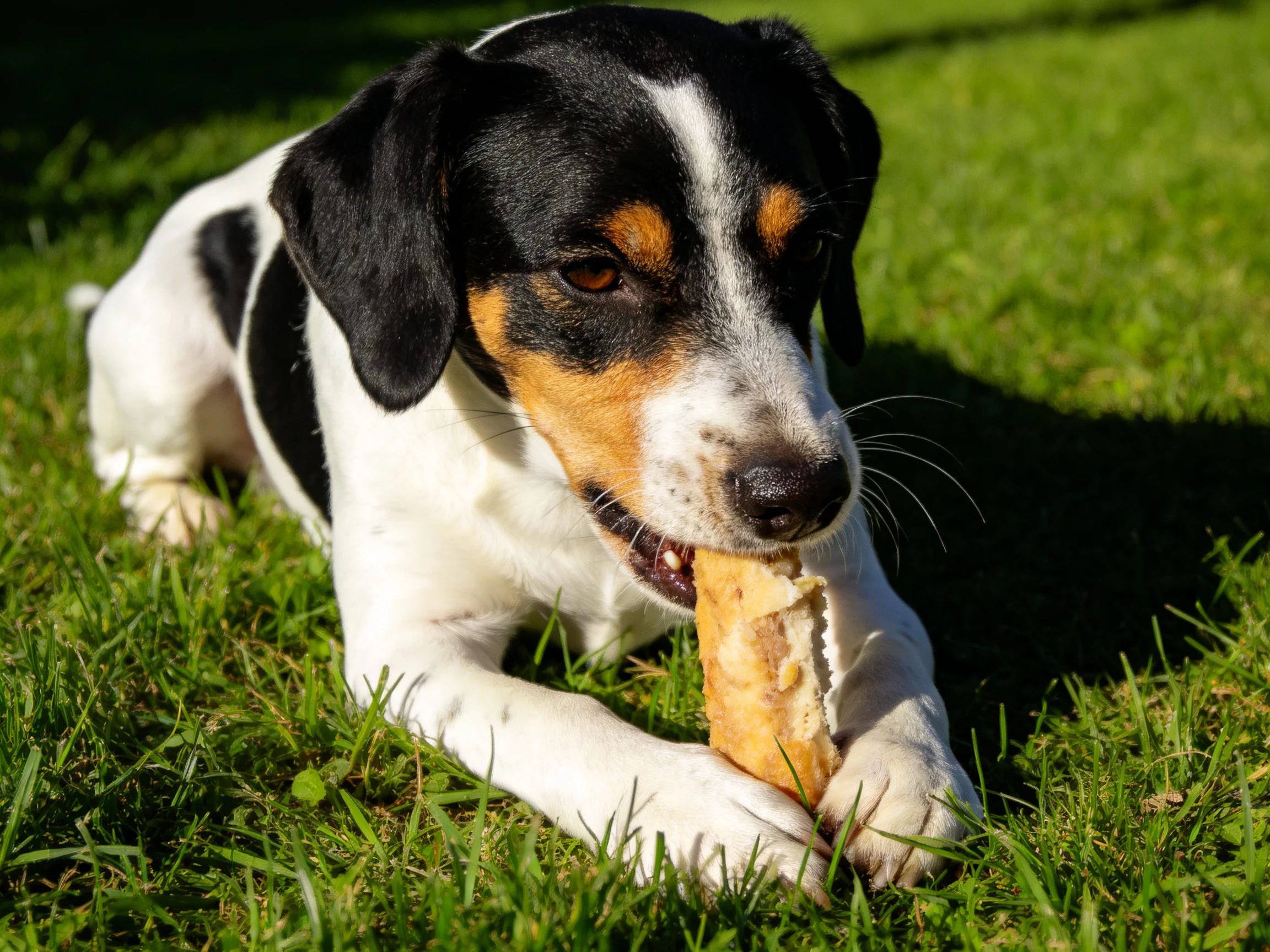 A tricolor dog enjoys a treat on lush green grass