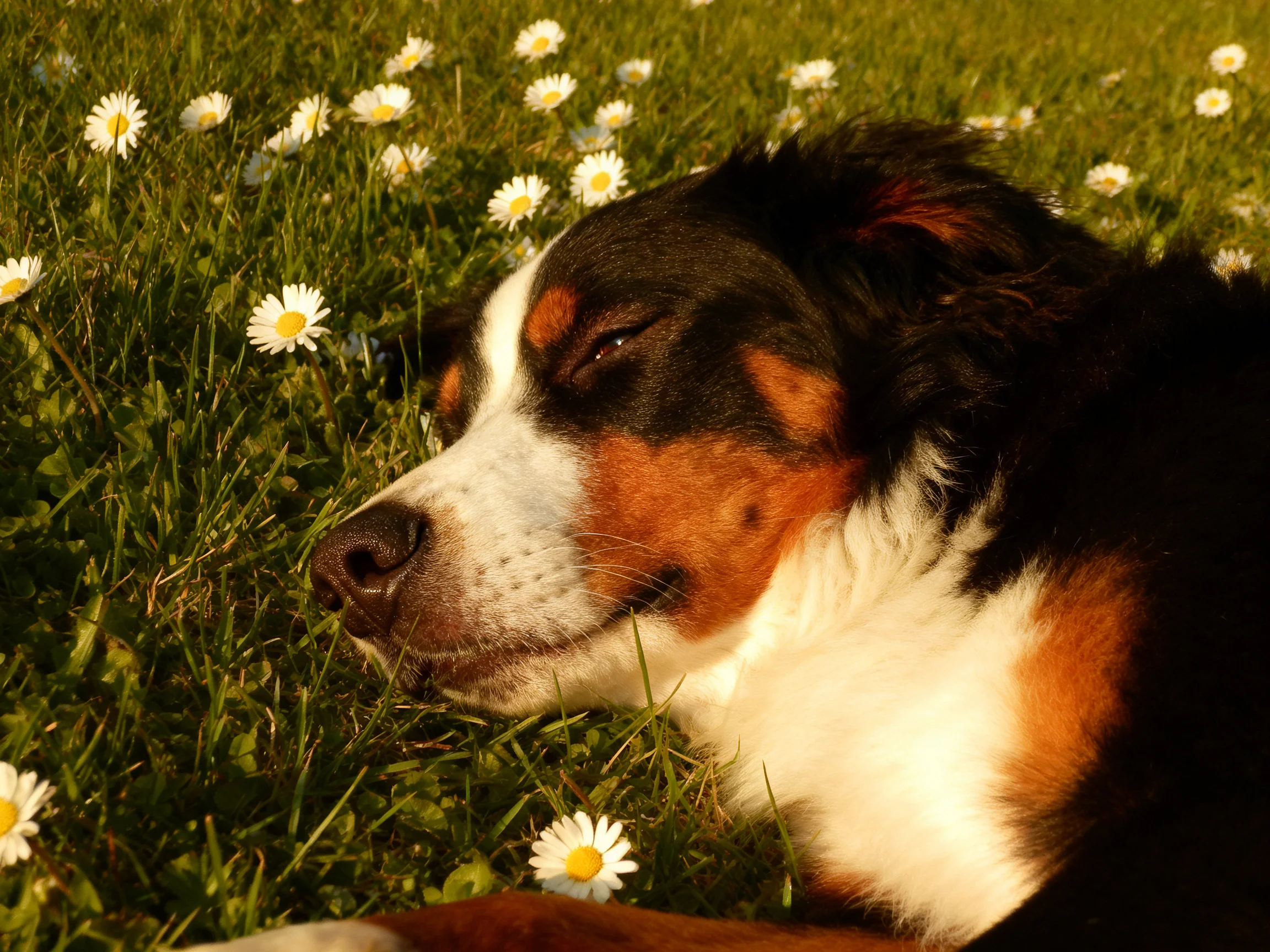 A tricolor dog lies among numerous white daisies in lush green grass