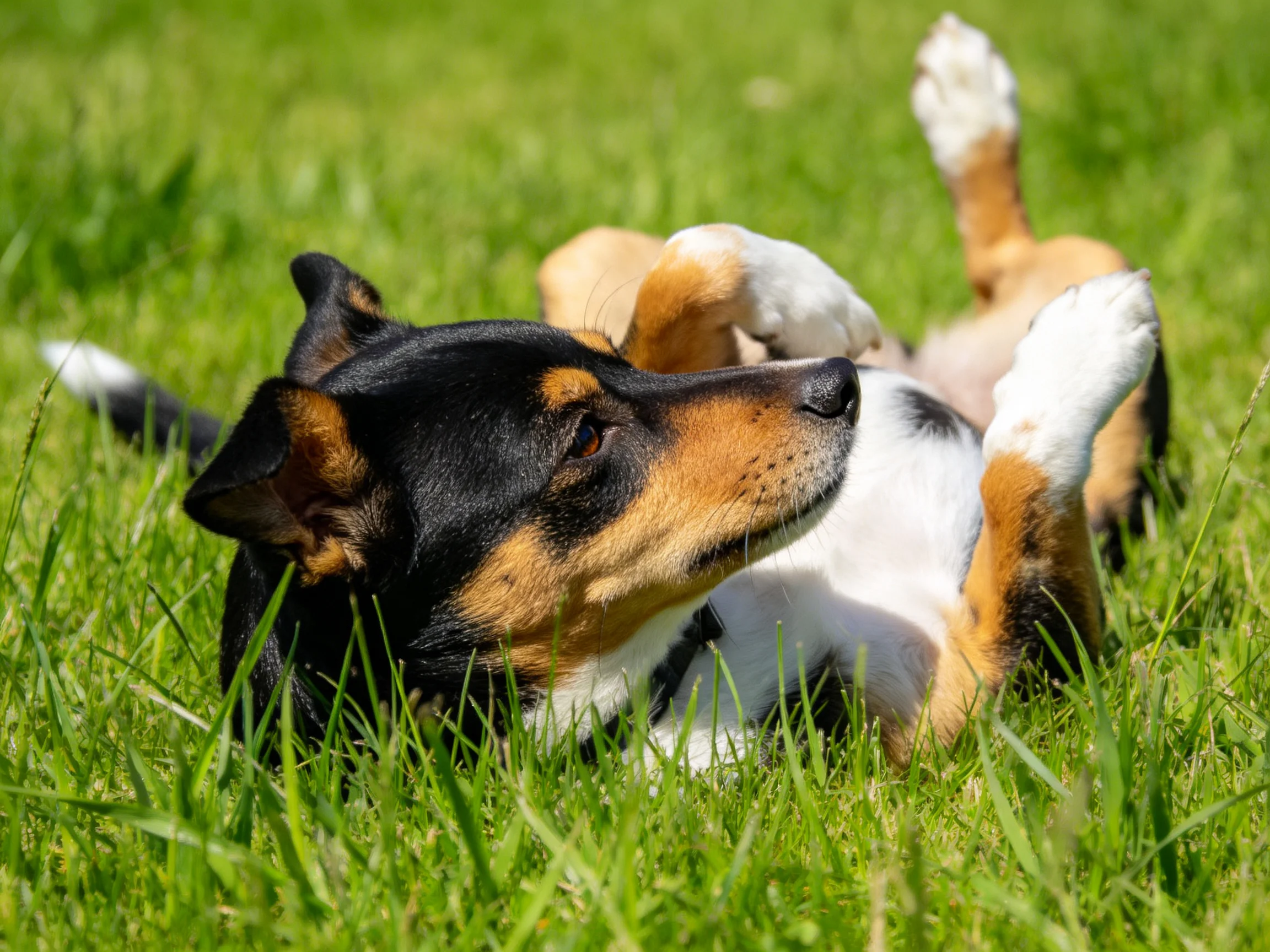 A tricolor dog relaxes on lush green grass in bright sunshine