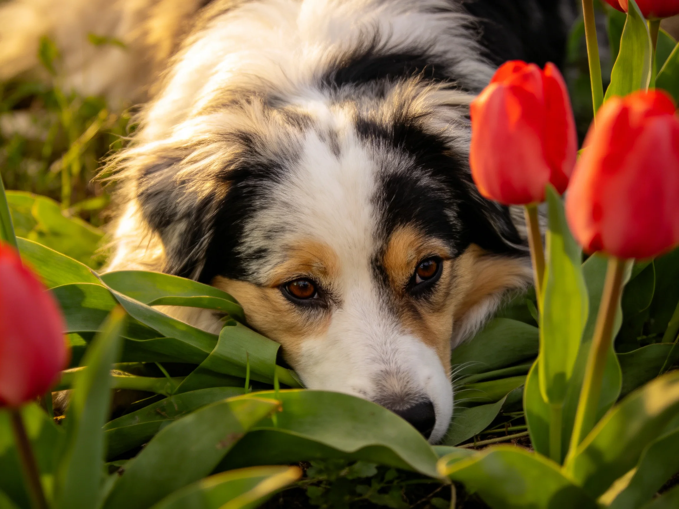 A tricolor dog rests amid vibrant red tulips and lush green foliage
