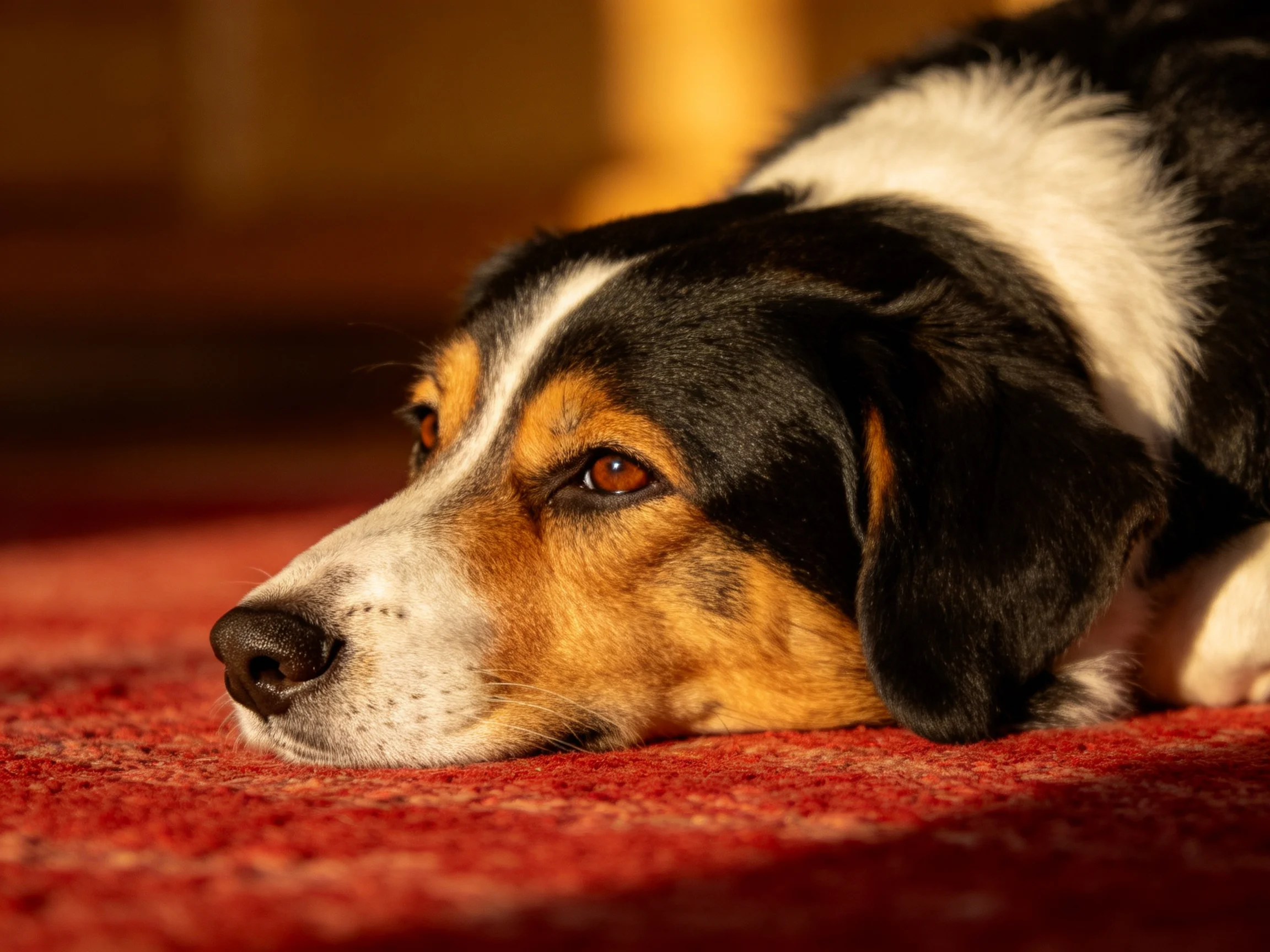 A tricolor dog rests on a plush red carpet in warm lighting