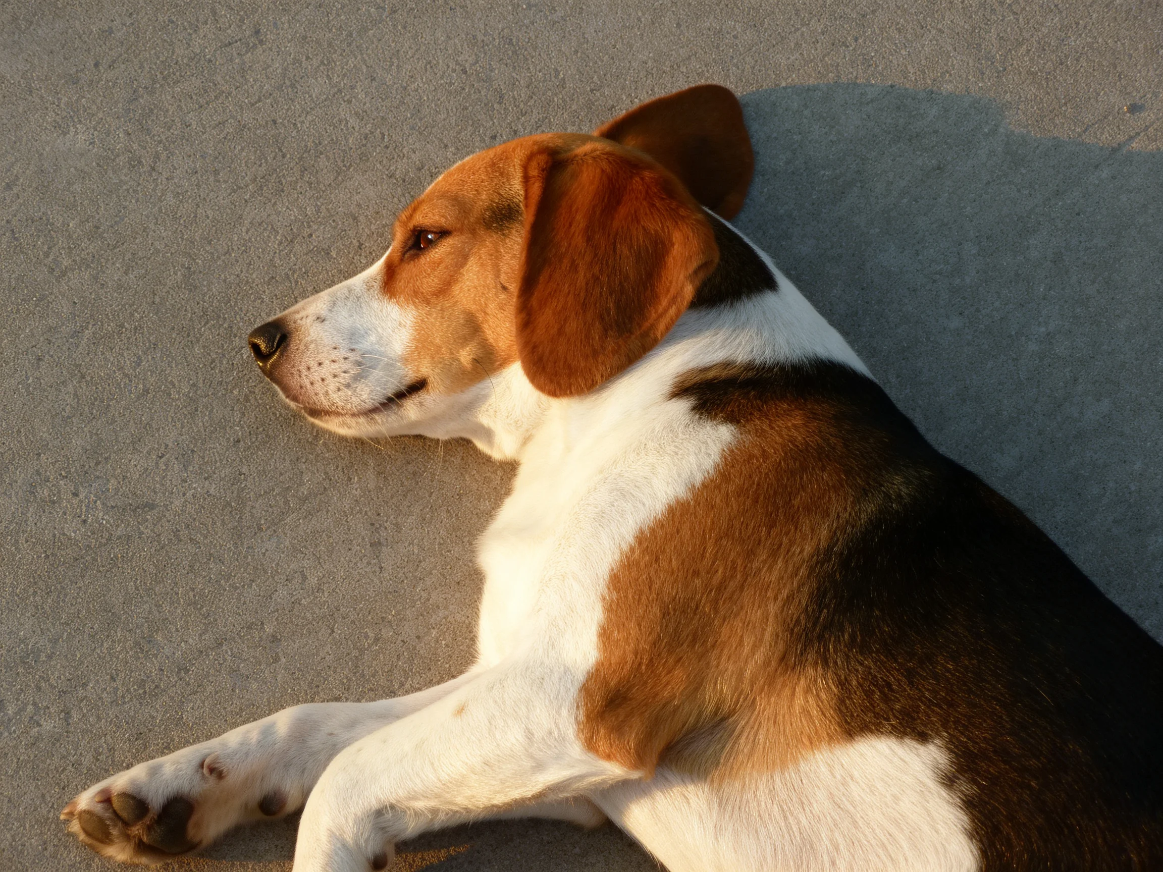A tricolor dog rests peacefully on a smooth concrete surface