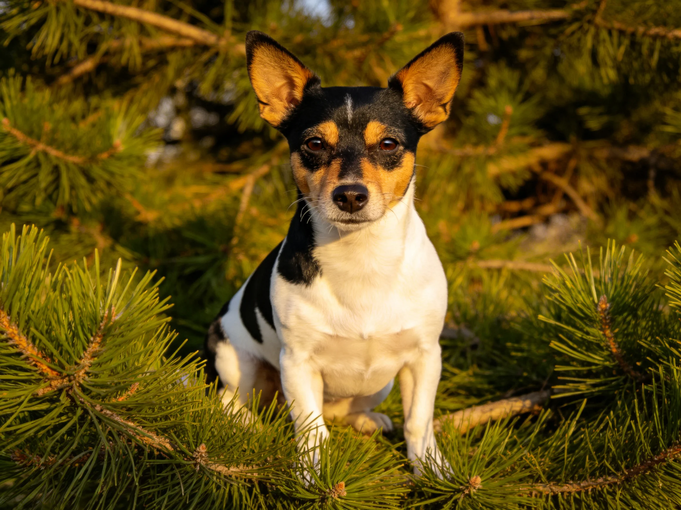 A small tricolor dog sits calmly amid dense pine foliage in a sunlit setting.