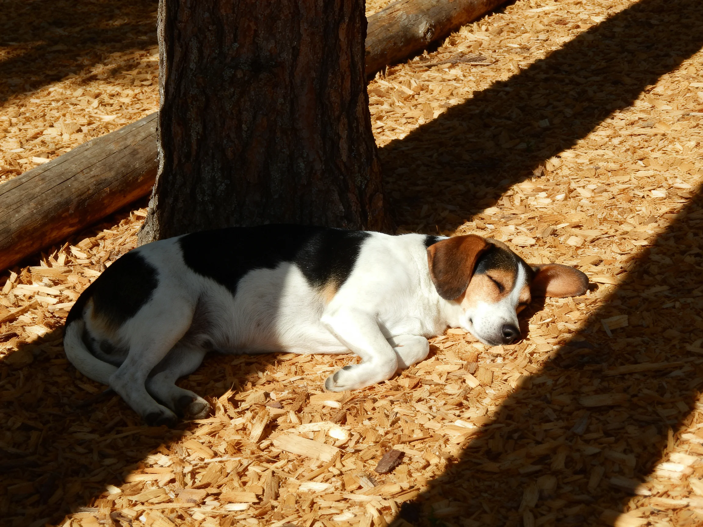 A tricolor dog sleeps beneath a tree on wood chip-covered ground