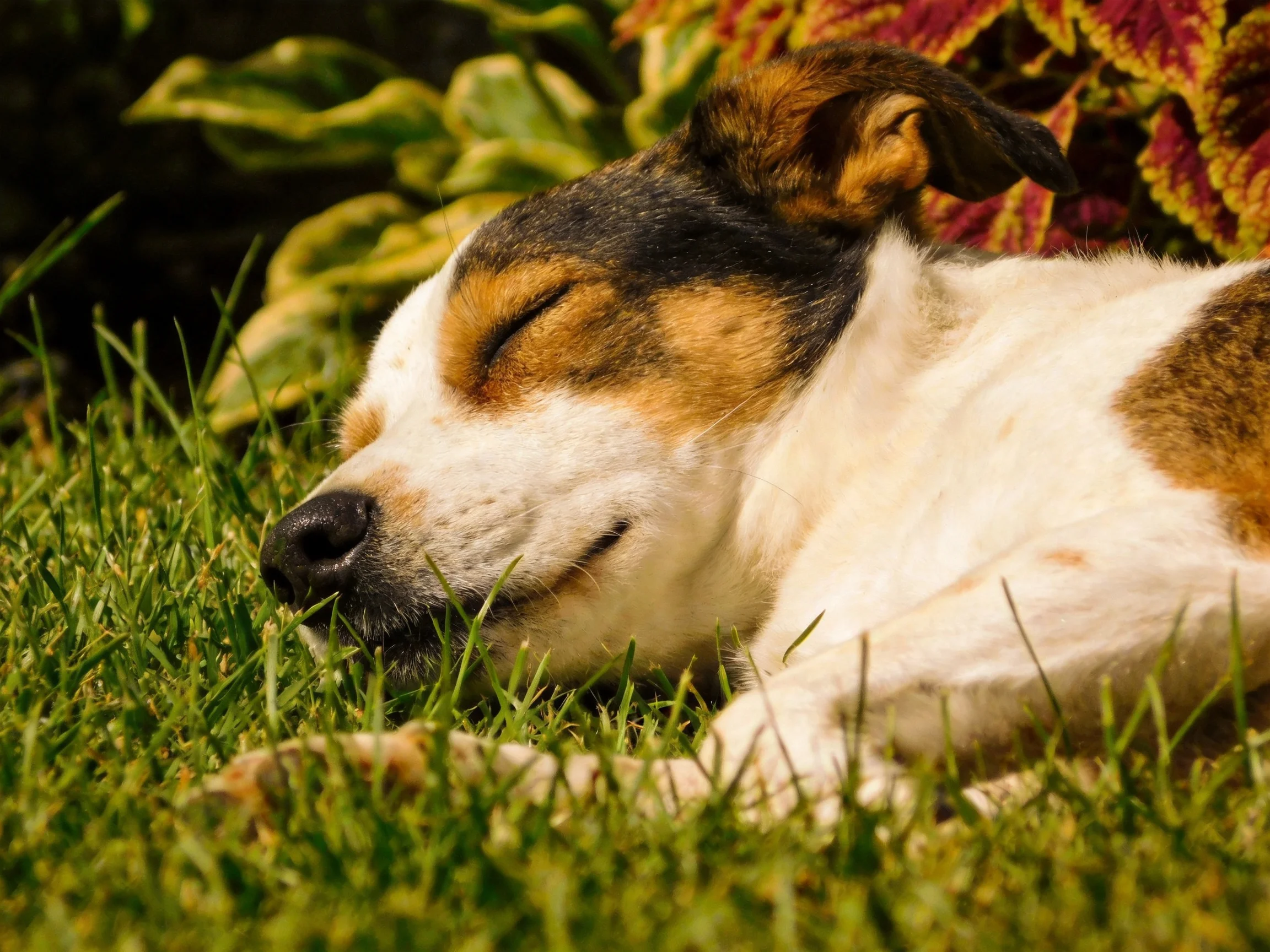 A tricolor dog sleeps on lush green grass near vibrant foliage