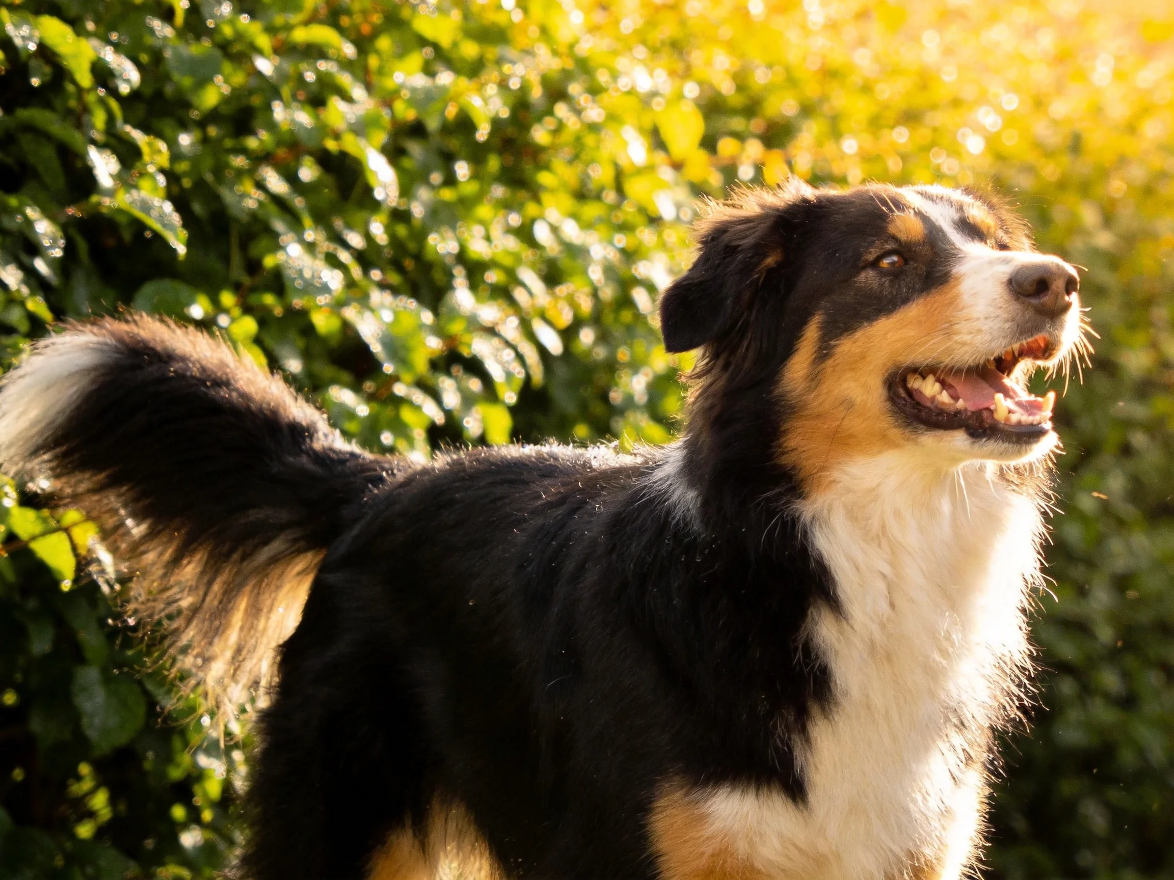 A tricolor dog enjoys the outdoors near green bushes